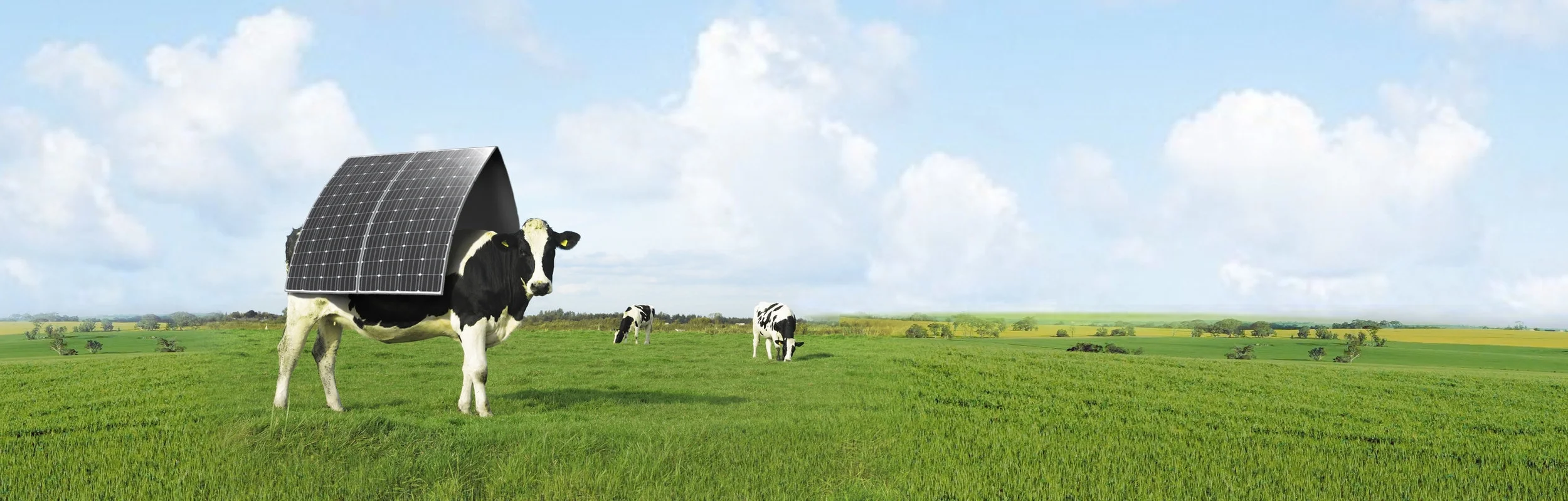 Cow extended copy2.jpeg