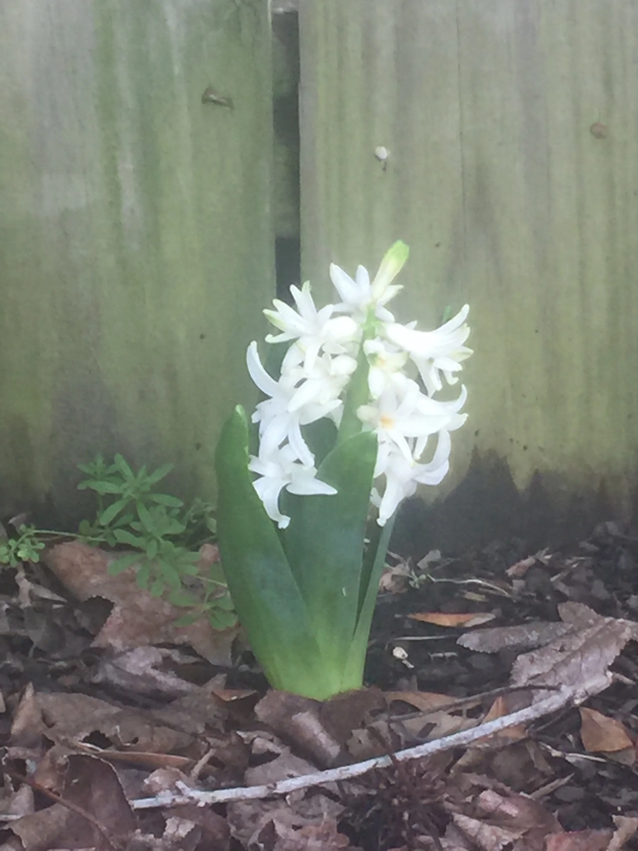 During a time of frustration and discouragement and literal winter and frost, this little hyacinth popped up and surprised me in its sweet beauty, reminding me to keep planting. 