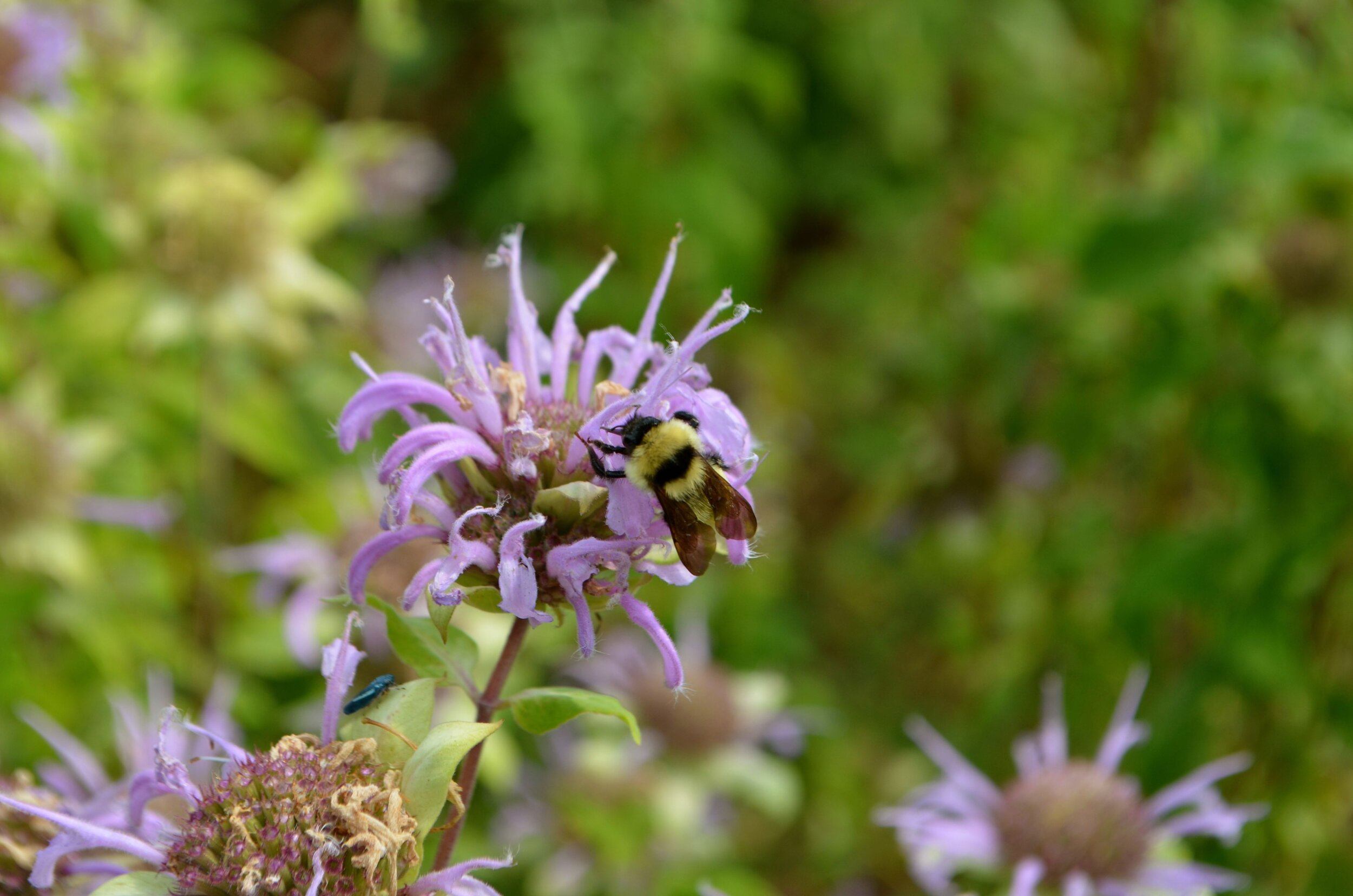 Bee Balm 2.jpg