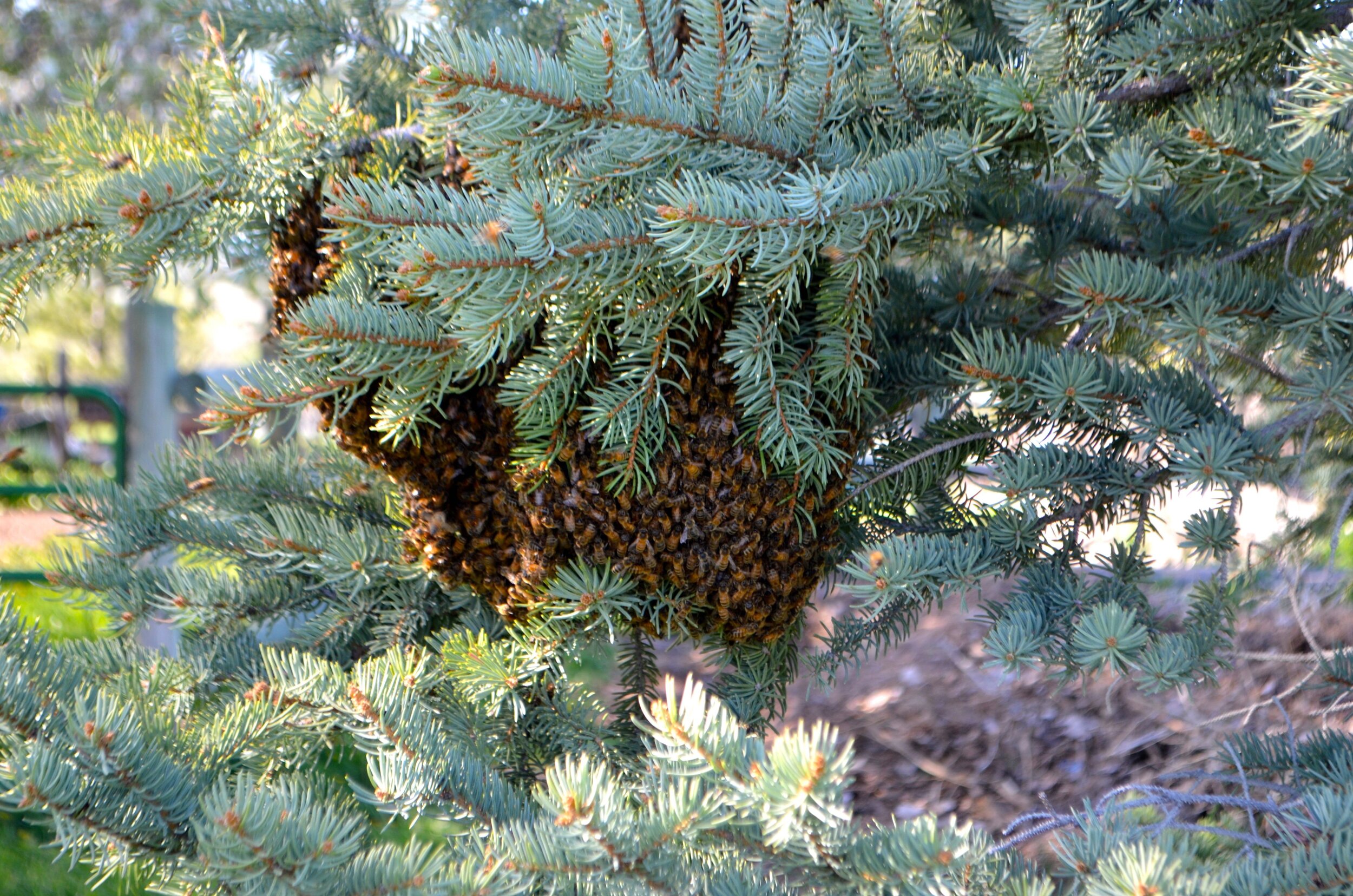 Bee Swarm 2.jpg