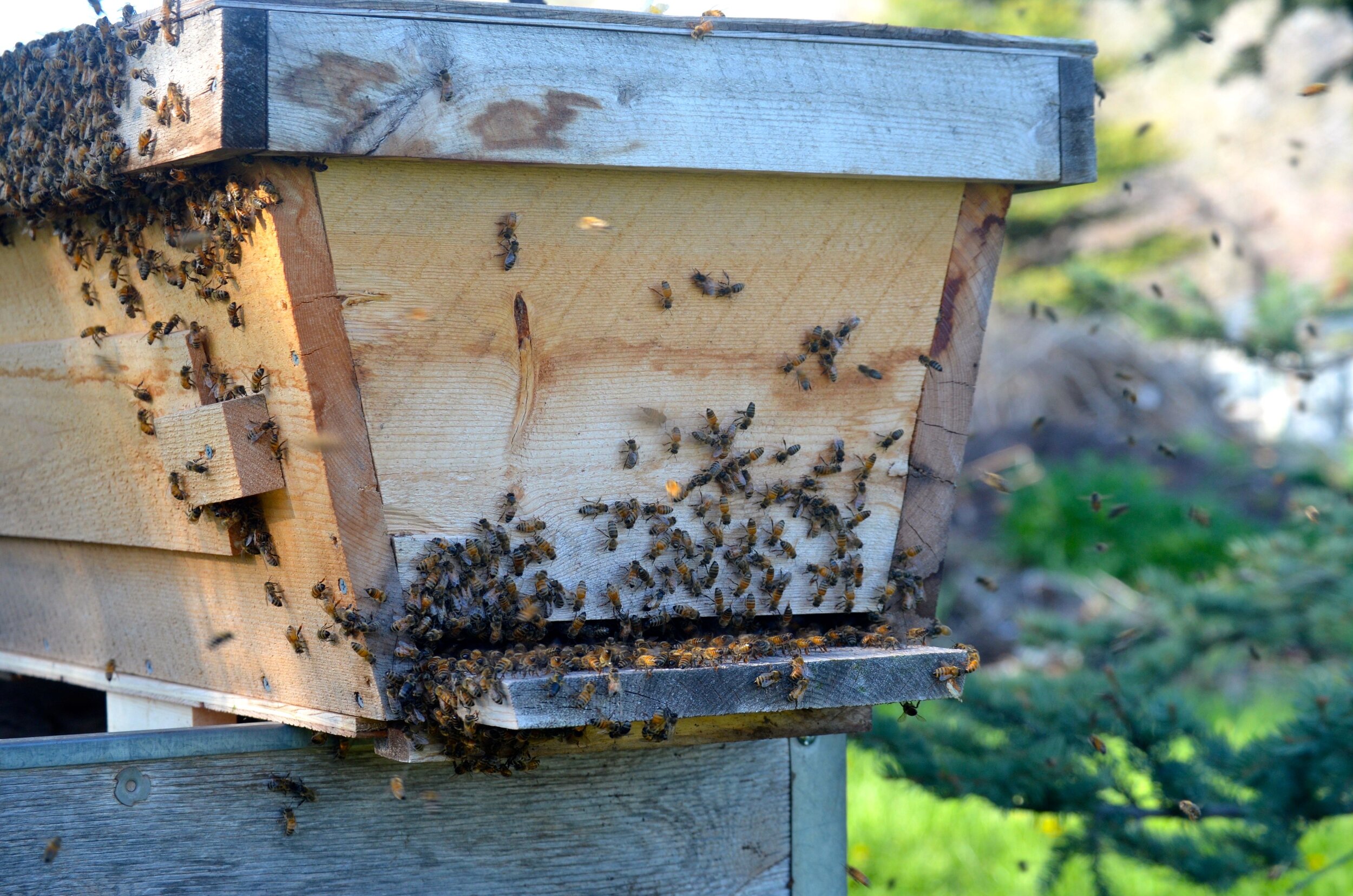 Bees Hive.jpg