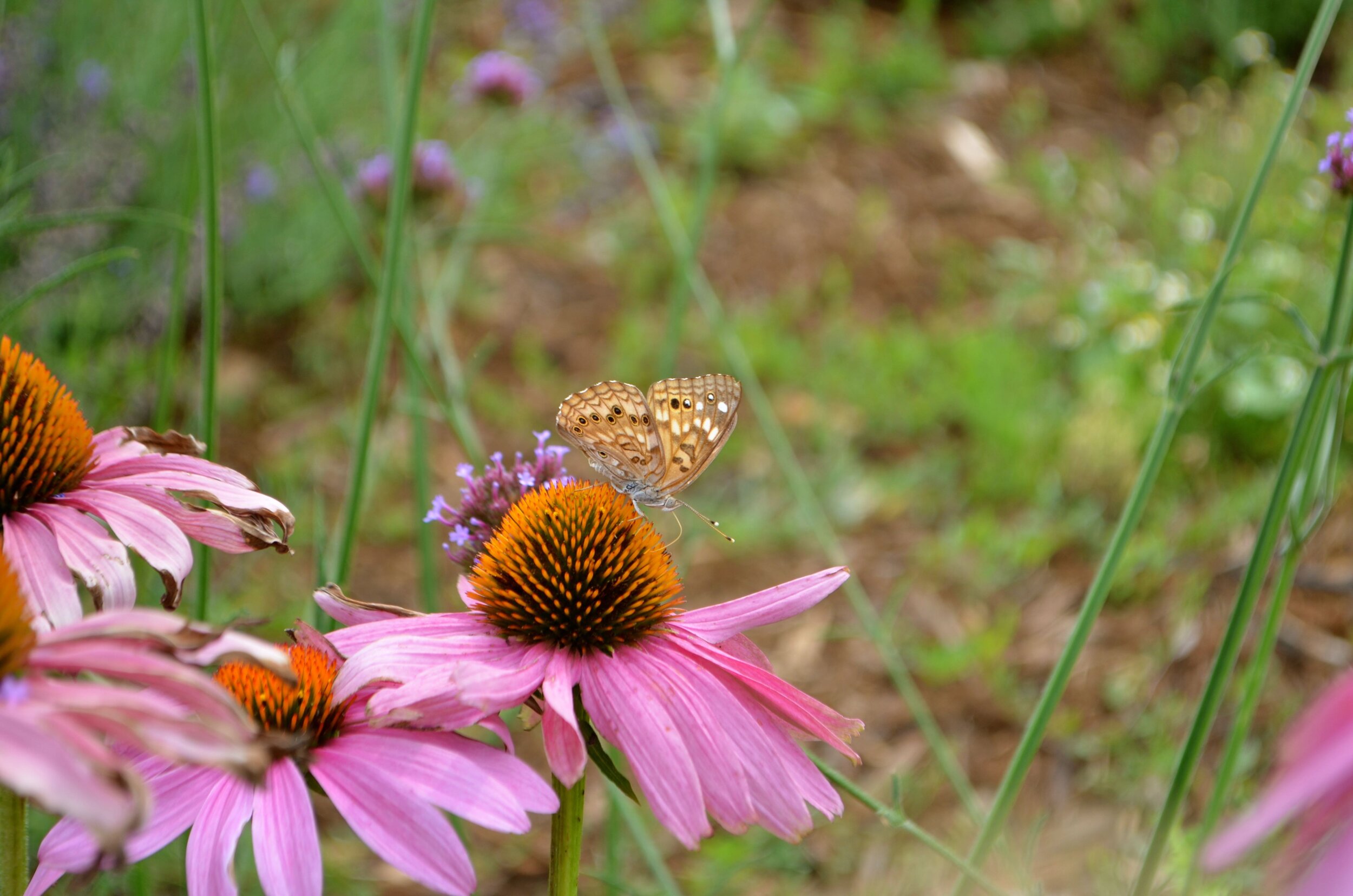 Butterfly:Echinacea 2.jpg