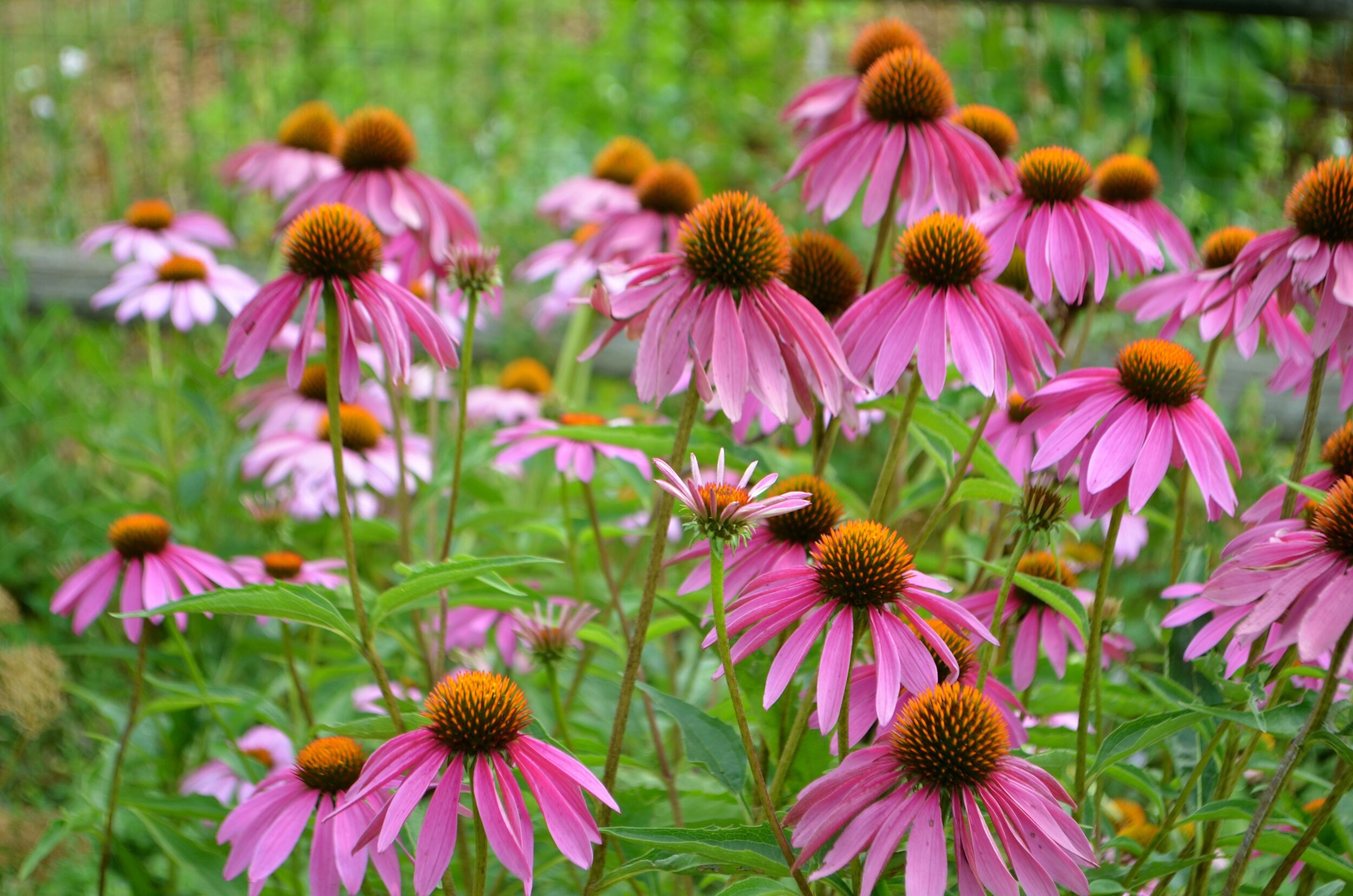 Echinacea 2.jpg