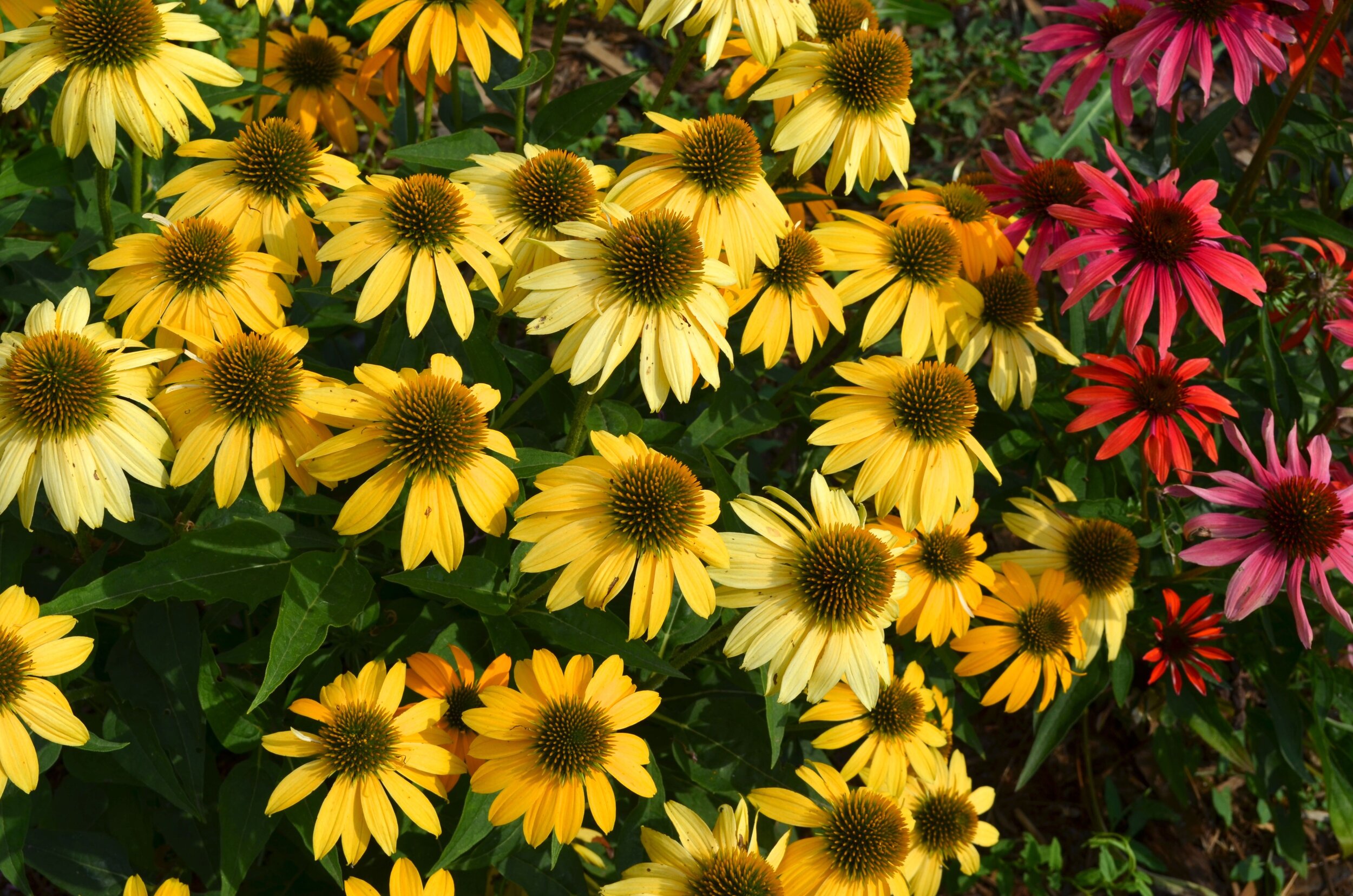 Echinacea Cheyenne.jpg