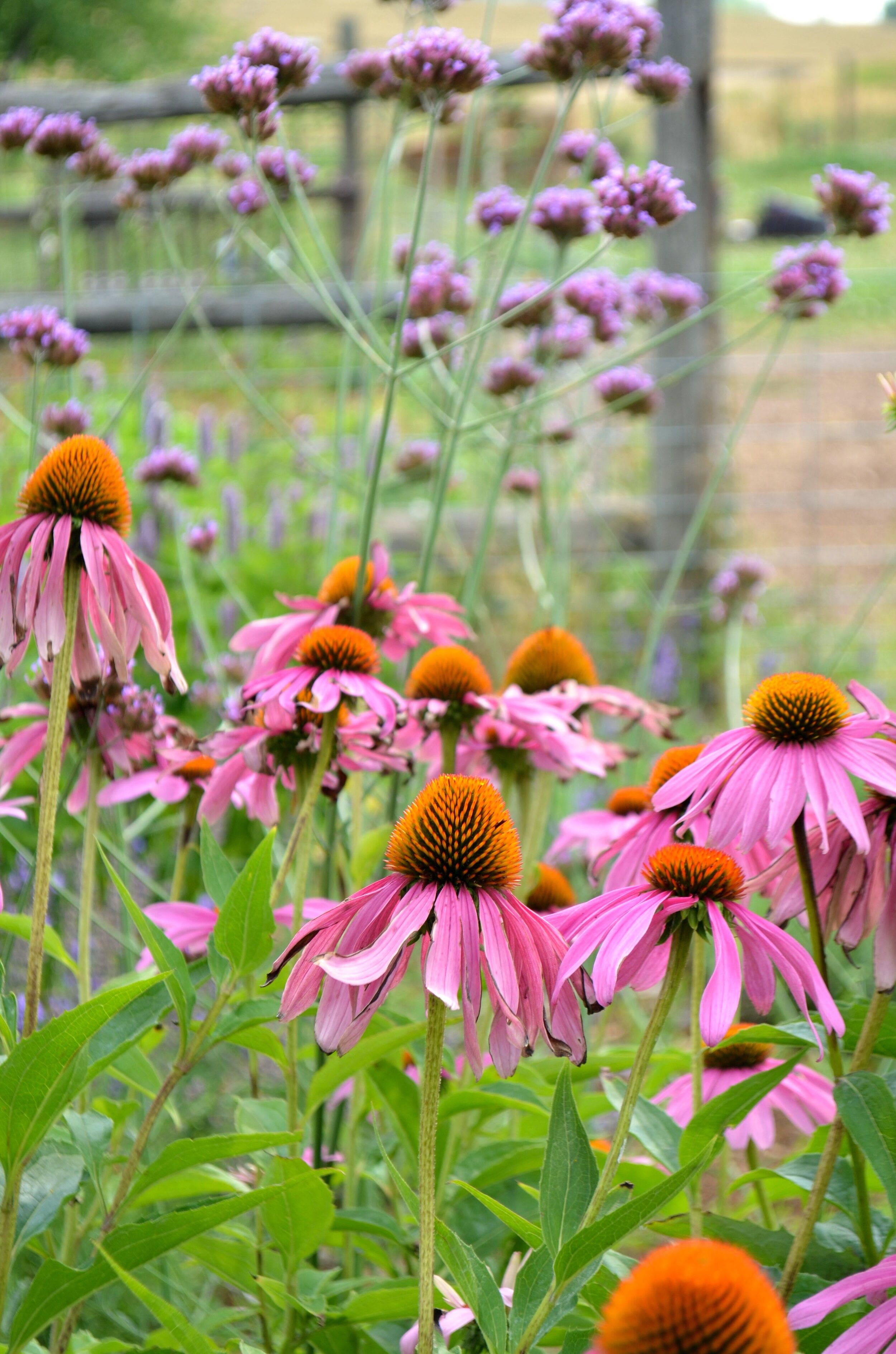 Echinacea:Verbena.jpg