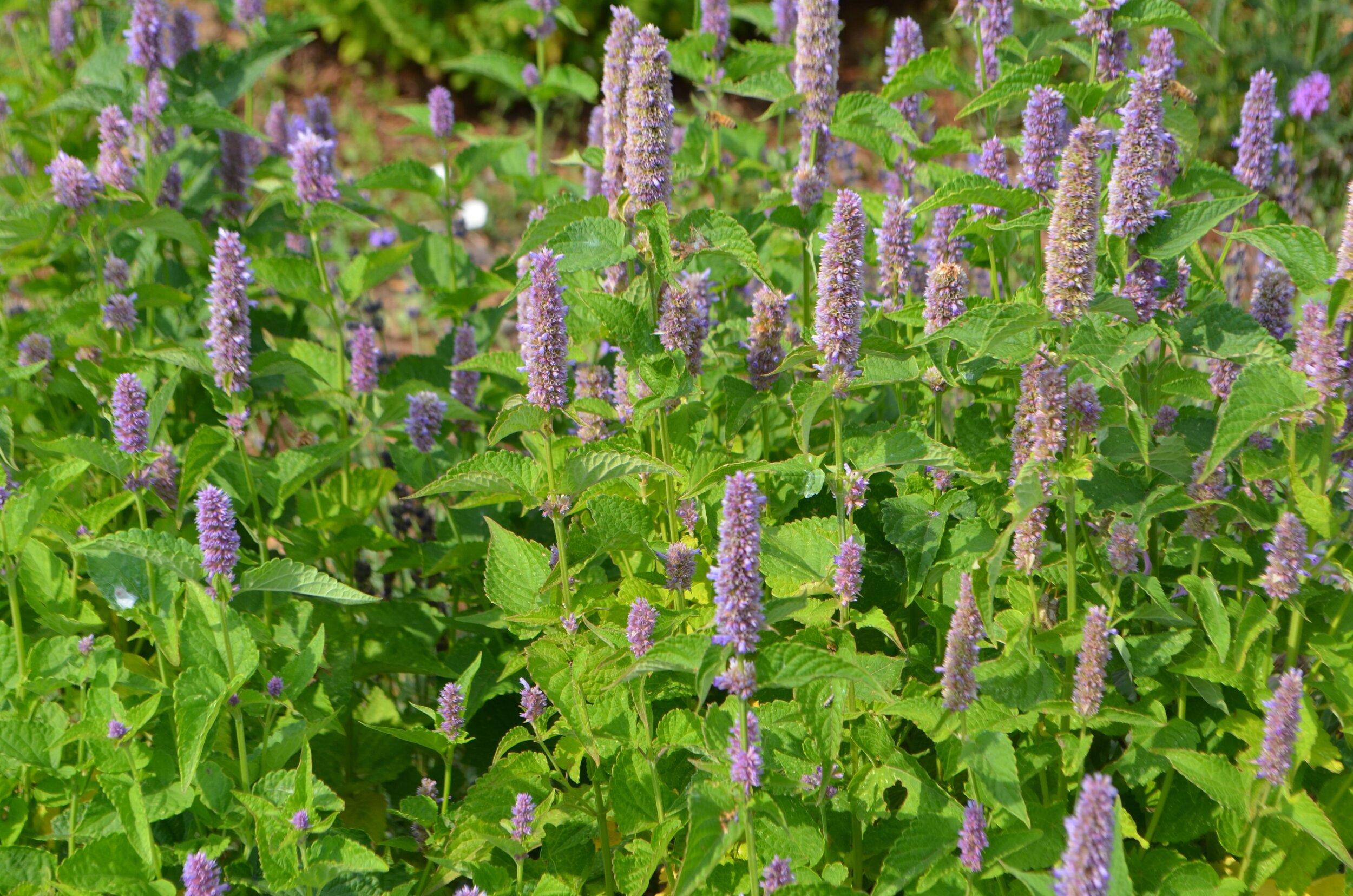 Hyssop.jpg