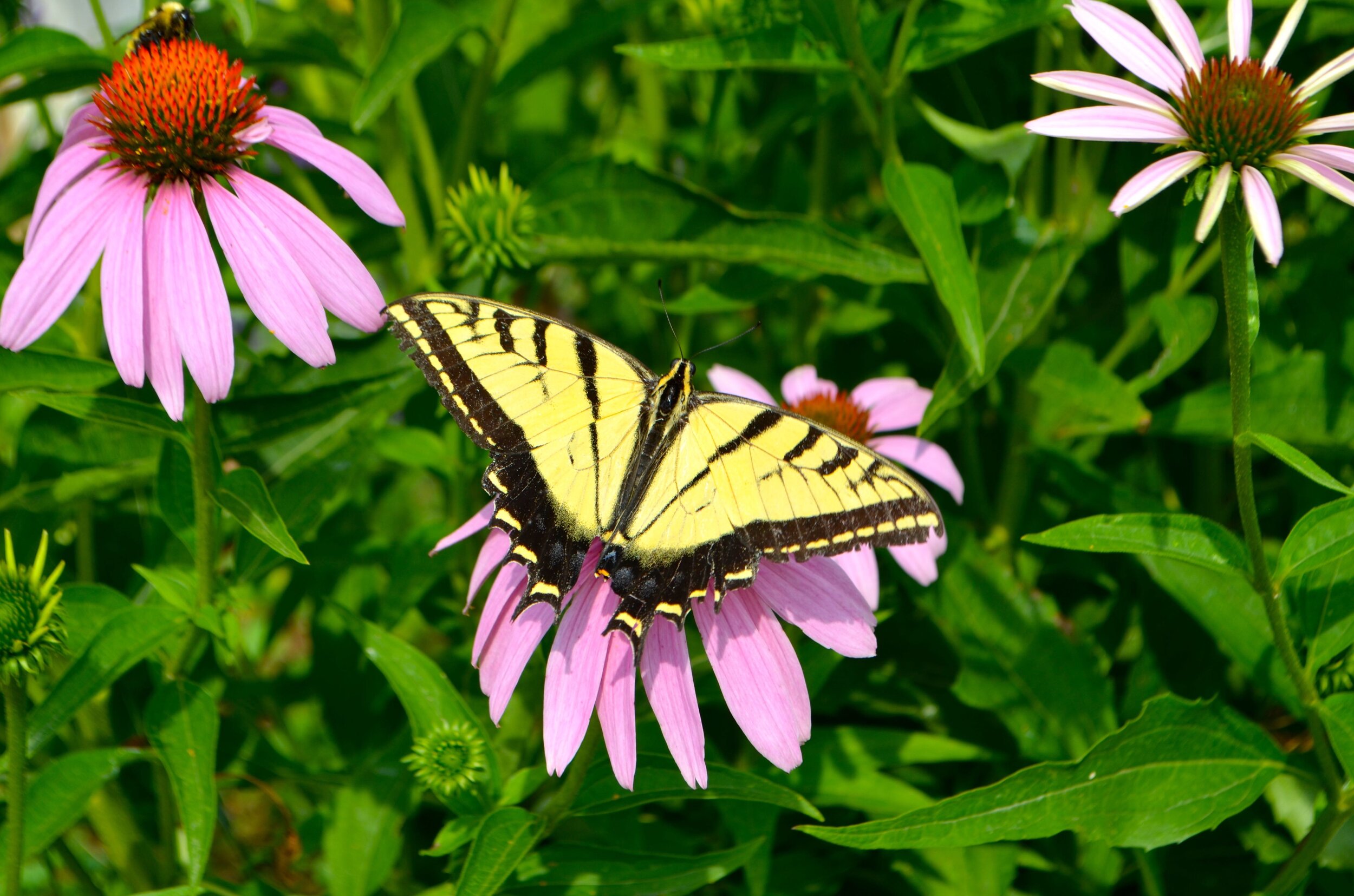 Swallow Tail.jpg