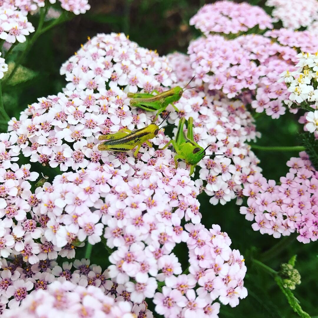 Yarrow.jpg