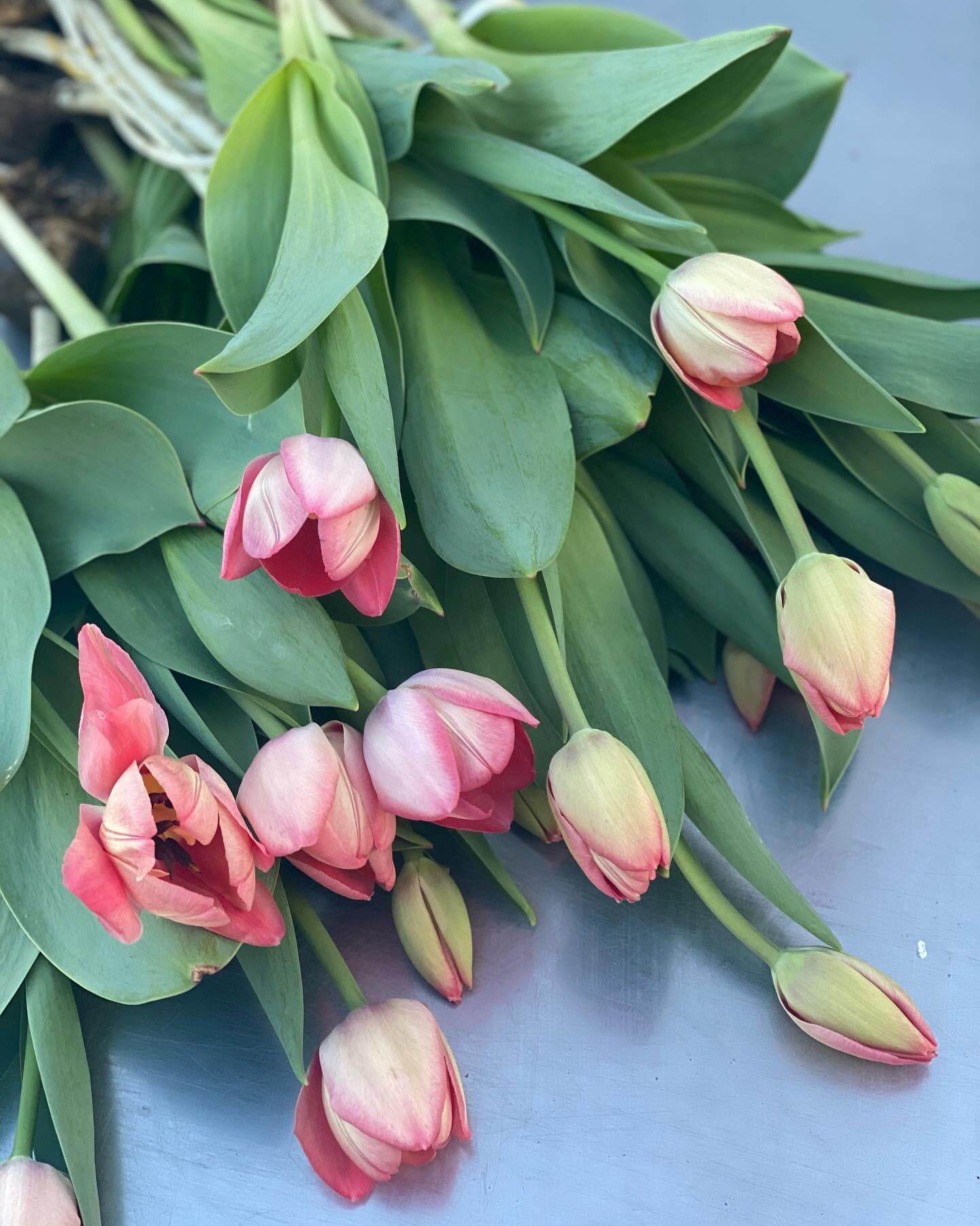 ✨T U L I P S✨They&rsquo;re here! First look. 🌷💖💐 #tulips #tulipseason #flowers #flowerfarmer #local #blooms #springflowers