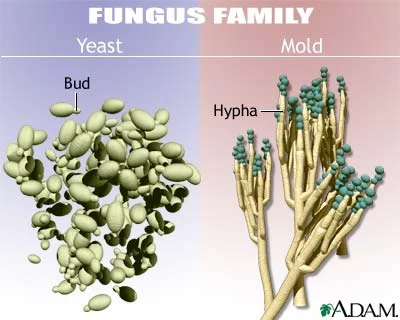 FungiTypes.jpg