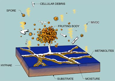 MoldHyphae.gif