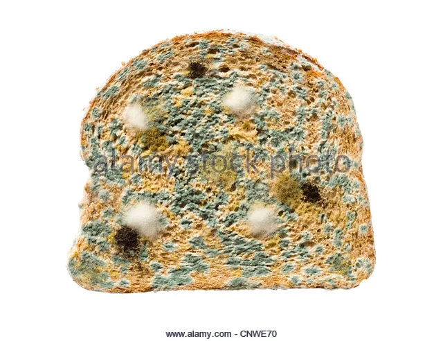 mouldy-slice-of-bread.jpg