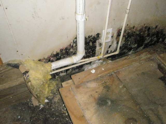  Mold Inspections In Lancaster PA Identify Mold Species And Help You Correct Issues 