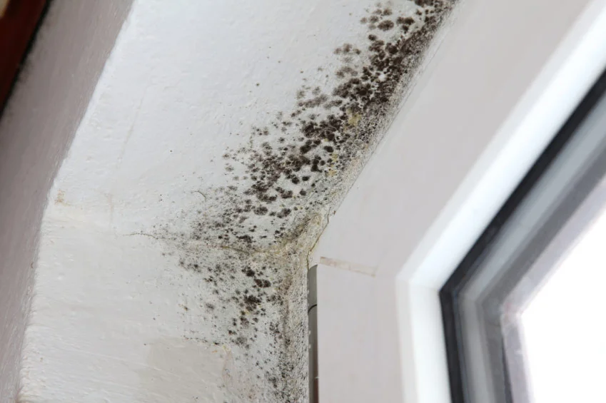 Apparent mold growth on plaster and/or drywall may be indications of hidden mold within the walls of your living space that could be making you feel sick when you are living and sleeping