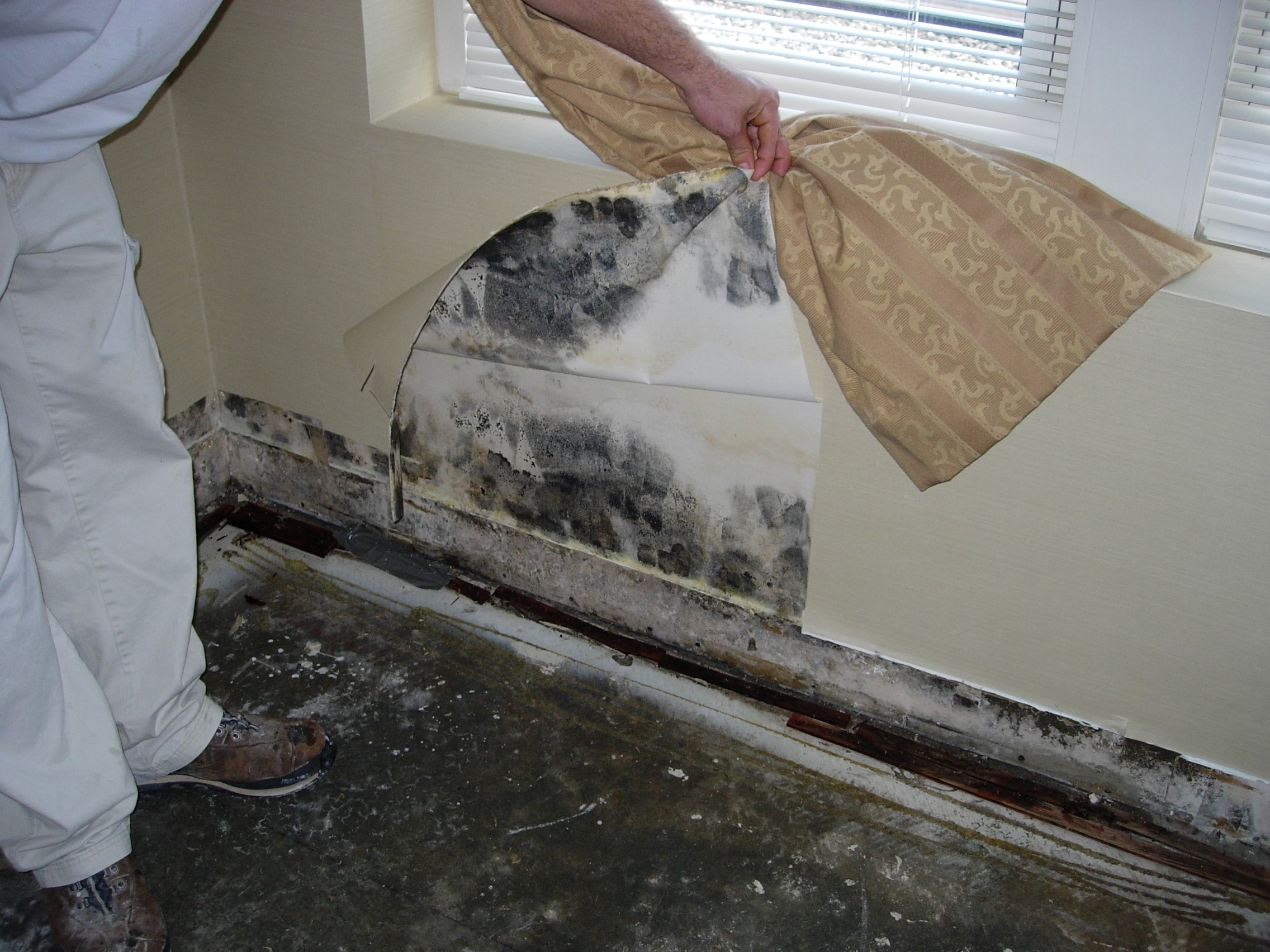PA Mold Testing, Pennslyvania Mold Inspections, PA Mold Testing and  Treatment
