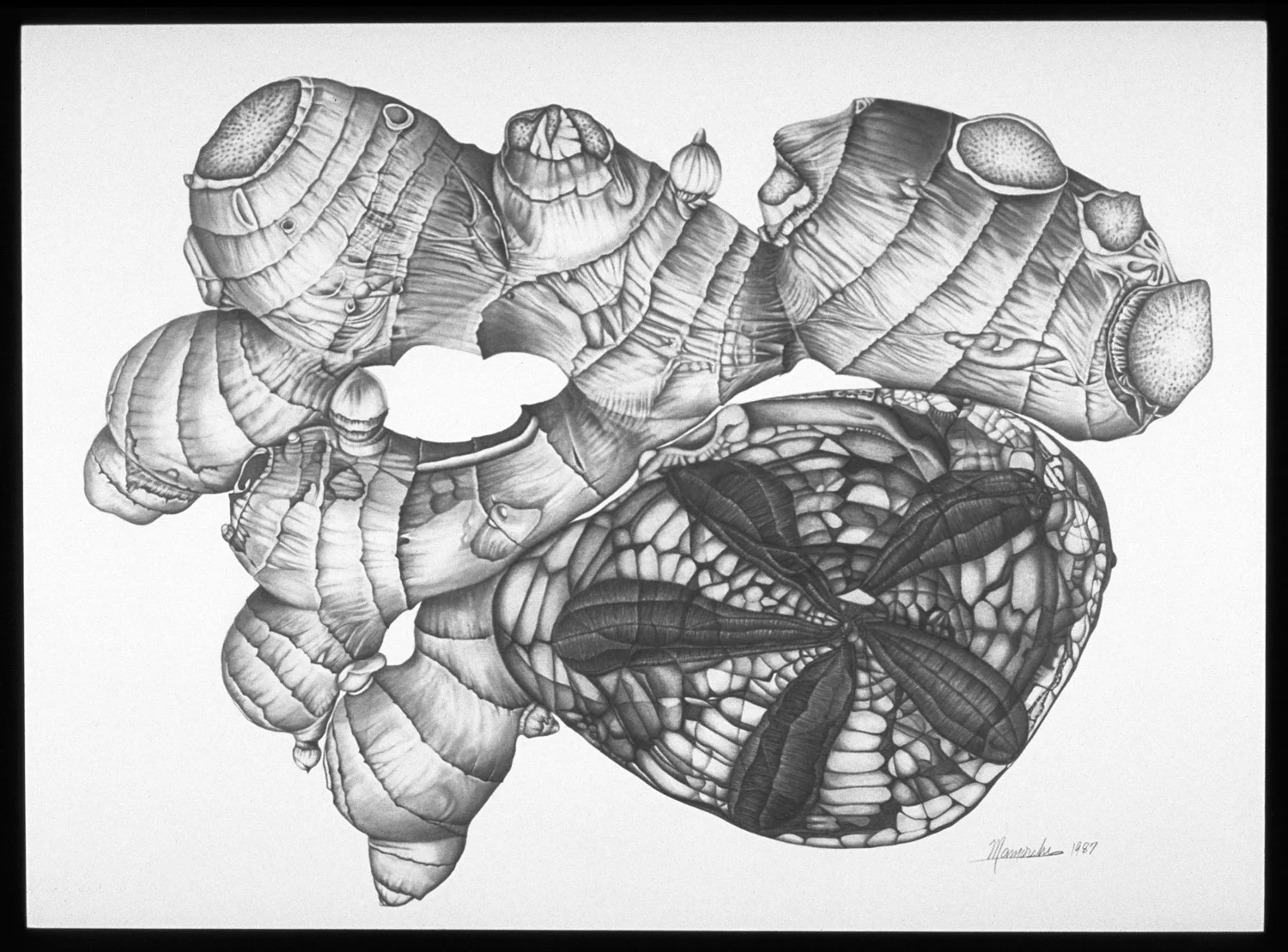 Ginger Hand with Fossil Rock, graphite & metallic pencil on archival Coquille paper, 22" x 30," 27" x 35" framed