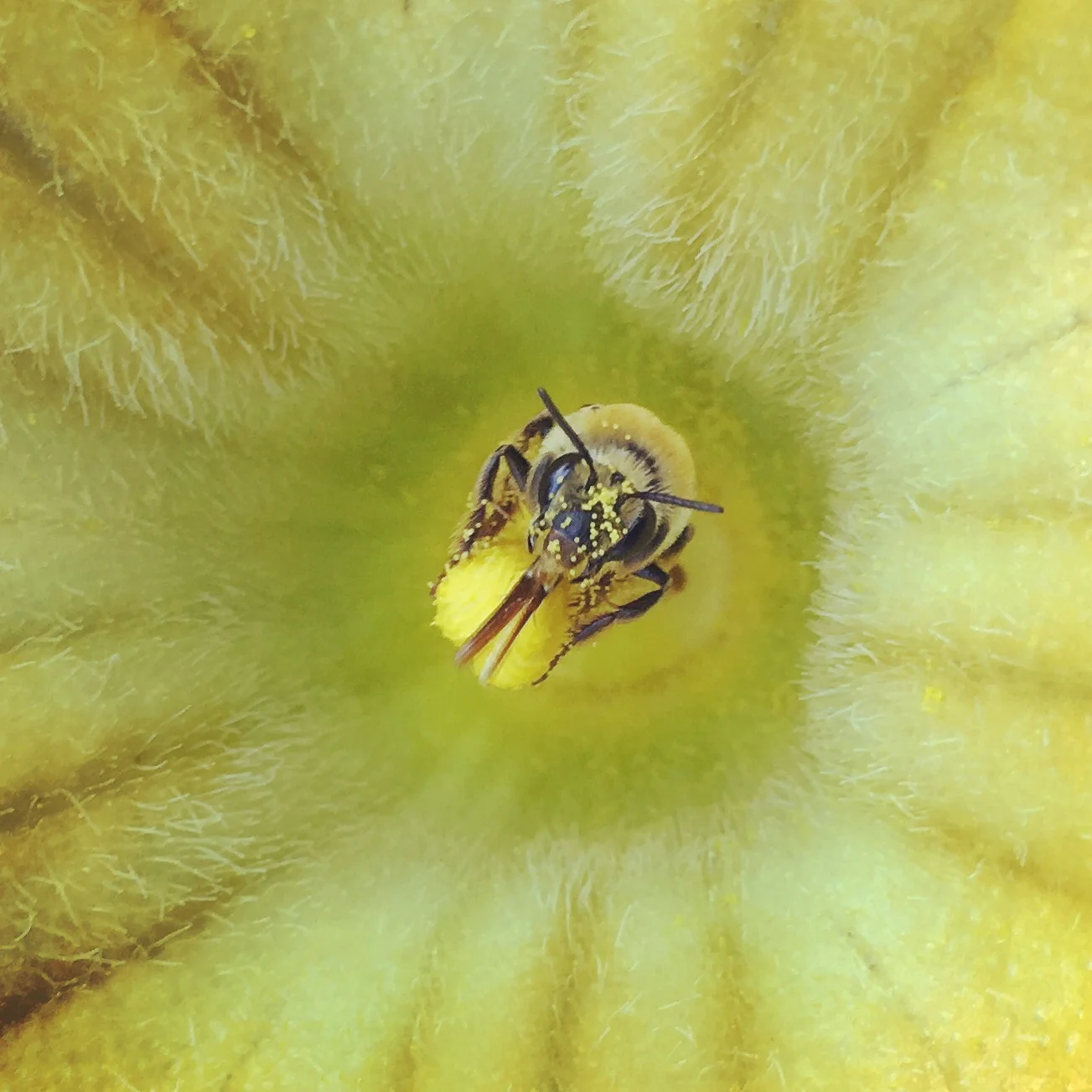 Positive Change For Pollinators and People