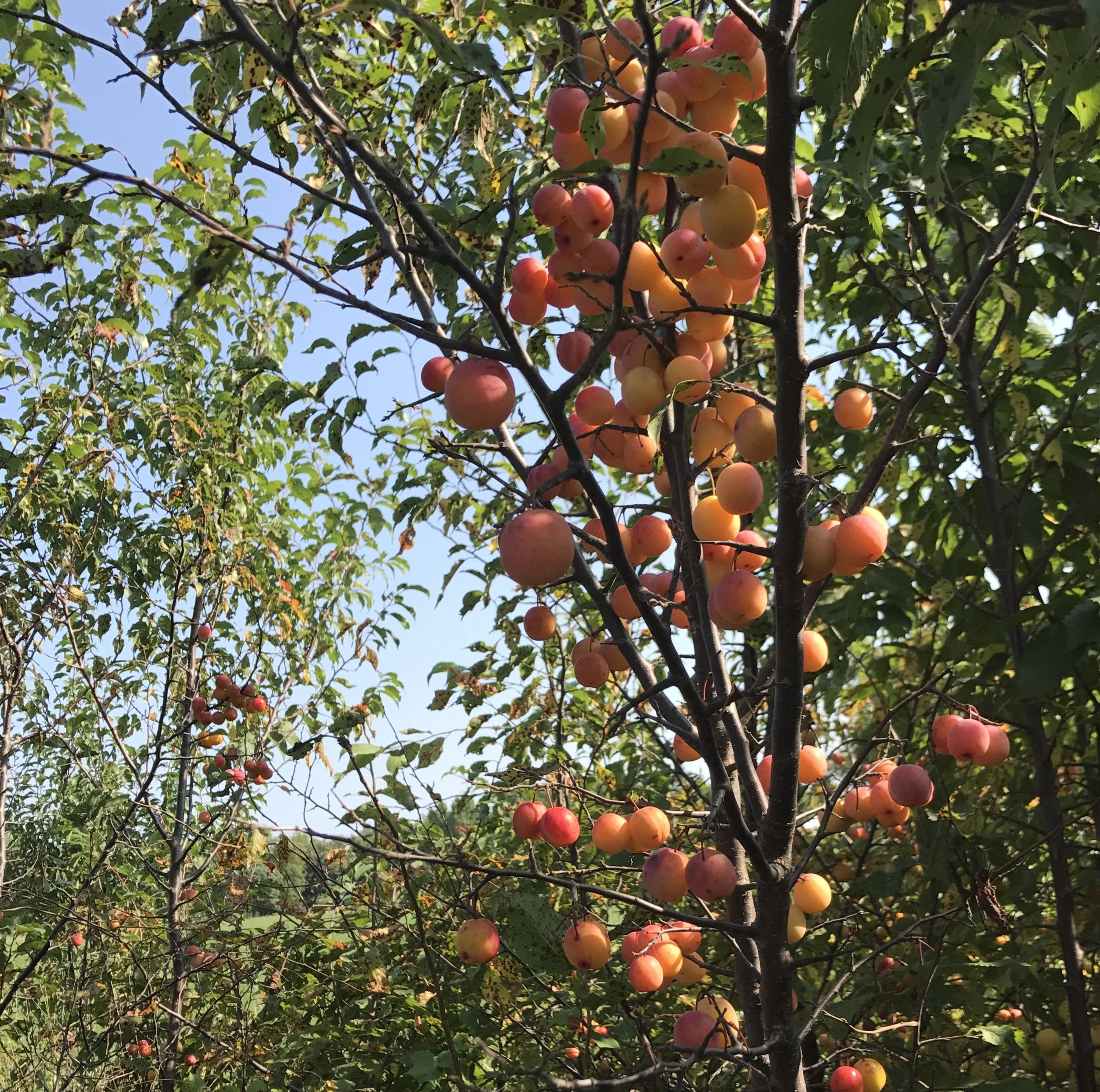 Permaculture: 5 insights for designing resilience