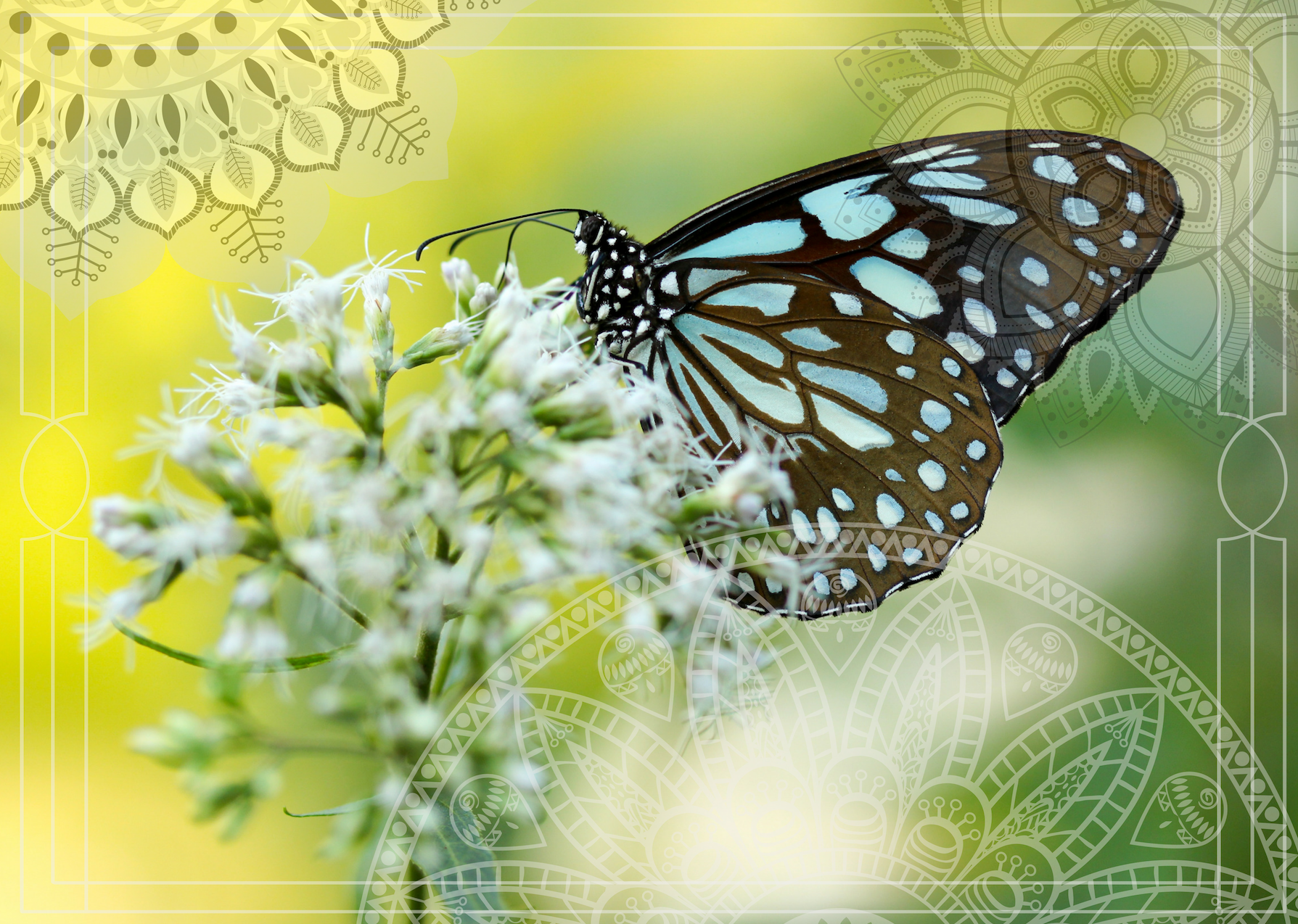 POMOM Butterfly 2.png