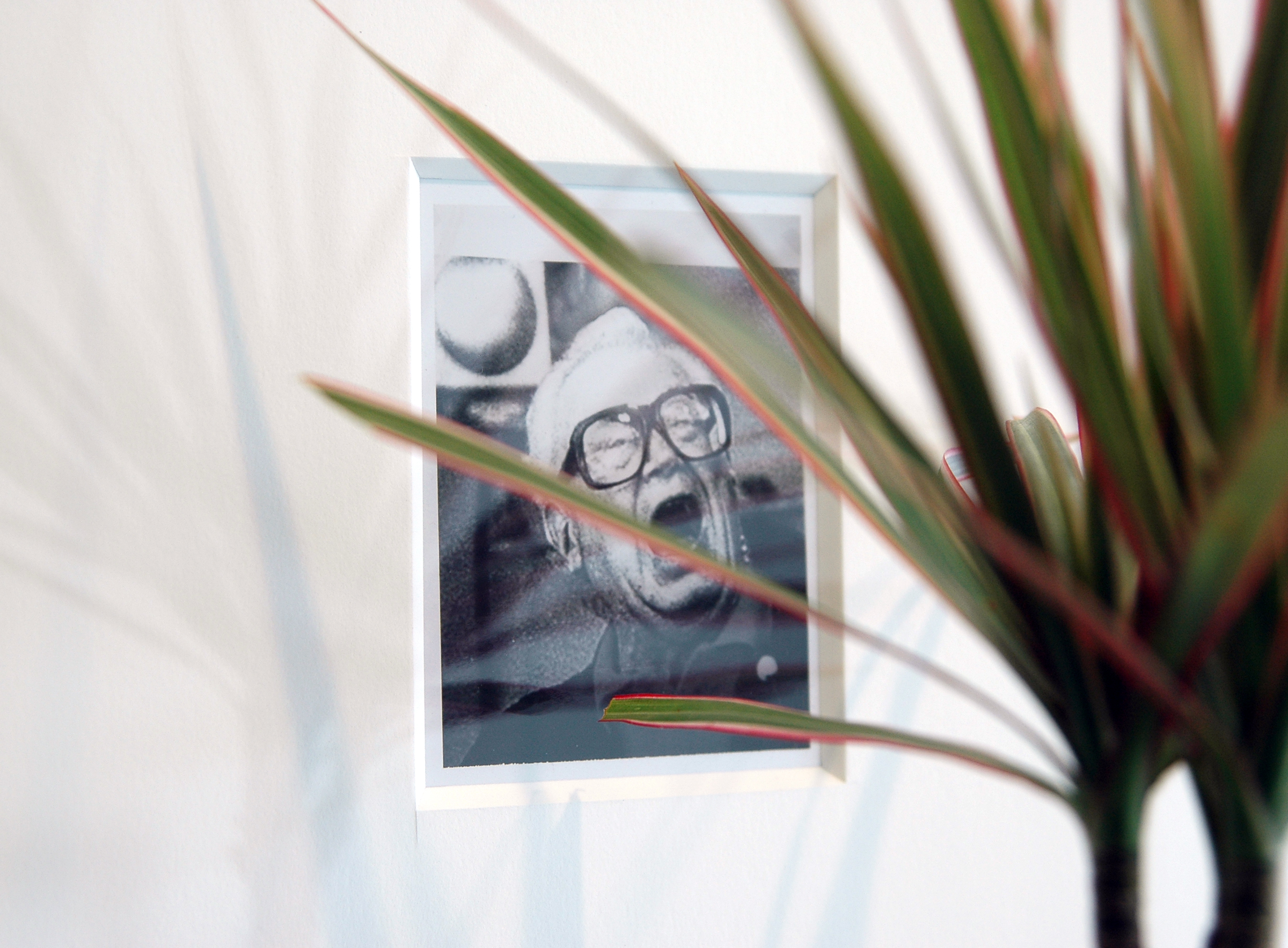 JOSHUA PIEPER Dead and Alive (Harry) , framed archival Polaroid, shelf, tri-colored dresena plant, 24.5" x 16.25" x 9.75", 2012