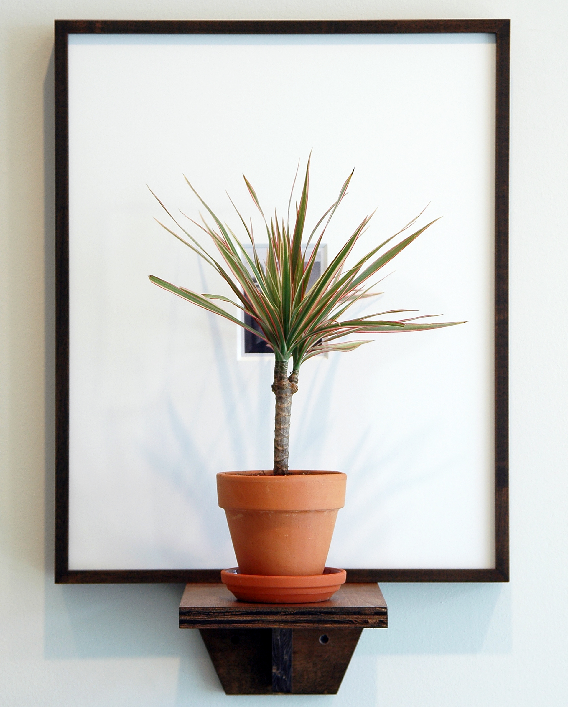 JOSHUA PIEPER Dead and Alive (Harry) , framed archival Polaroid, shelf, tri-colored dresena plant, 24.5" x 16.25" x 9.75", 2012