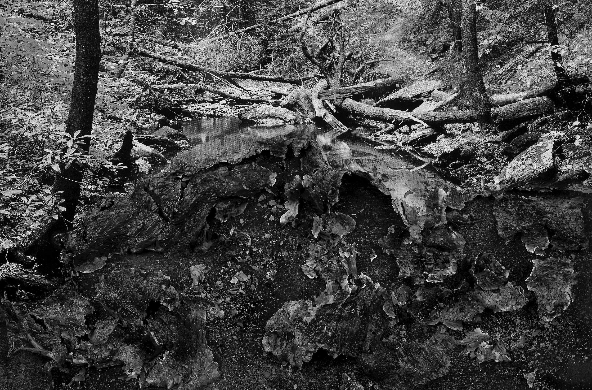 BESSMA KHALAF Burnout (Forest Stream) , 2019 Archival pigment print 33” x 50”, Edition of 3 with 1AP