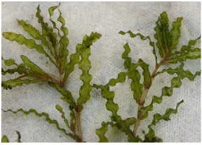 Curly leaf pondweed