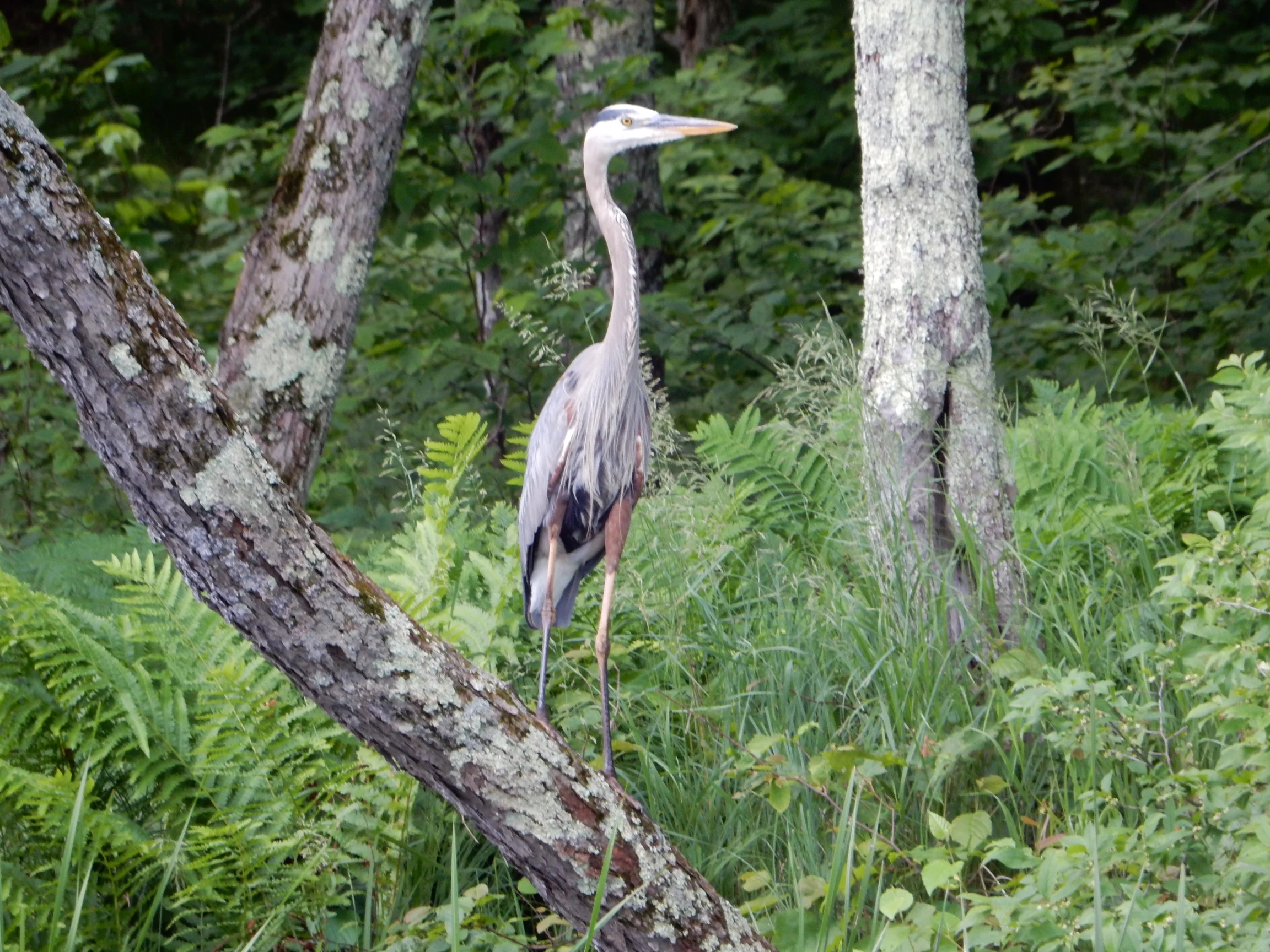 PHOTO-JC-BlueHeron.jpg