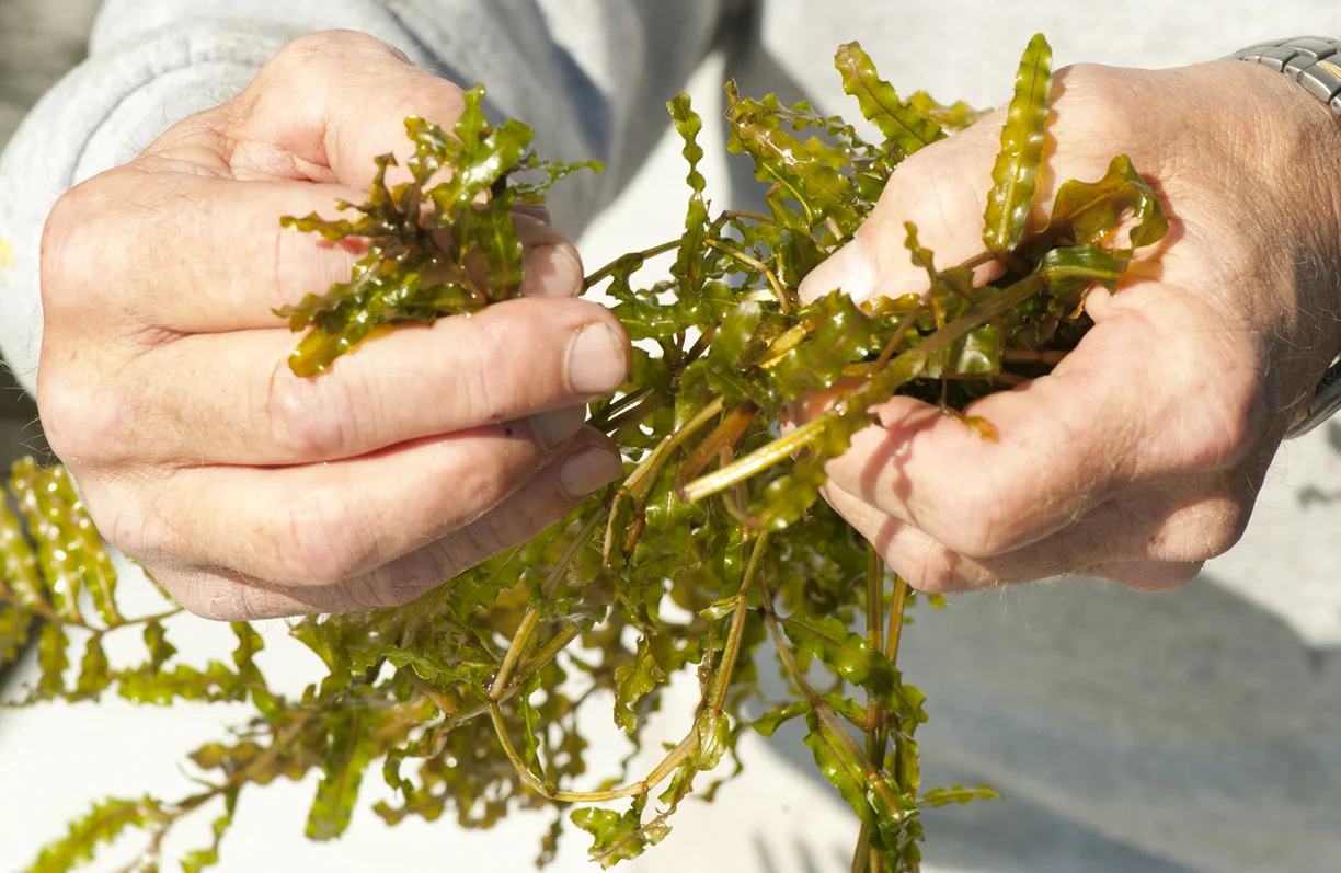 Curly leaf pondweed . An invasive species infesting Lac Courte Oreilles. Invasive is slightly smaller than the native pondweed, a locally-occurring species. CLP has a reddish tint on the leaves and the stems. The leaves are smaller and the curl is tighter on the invasive than it is on the nativel. Note the size of plant as compared to the hands.