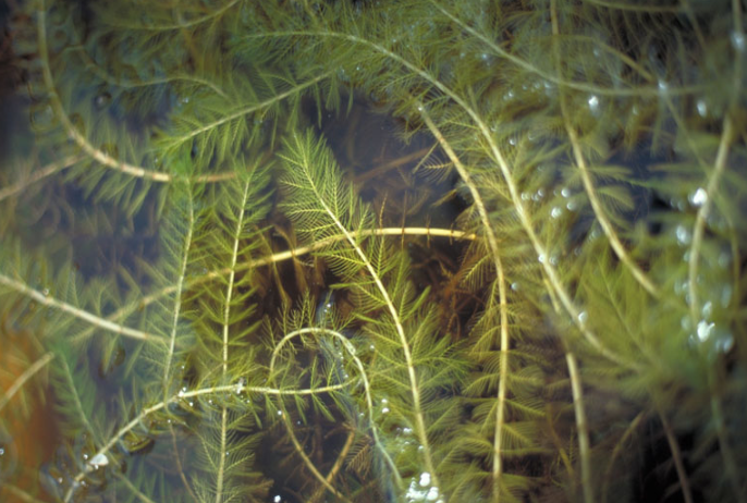 Eurasian watermilfoil