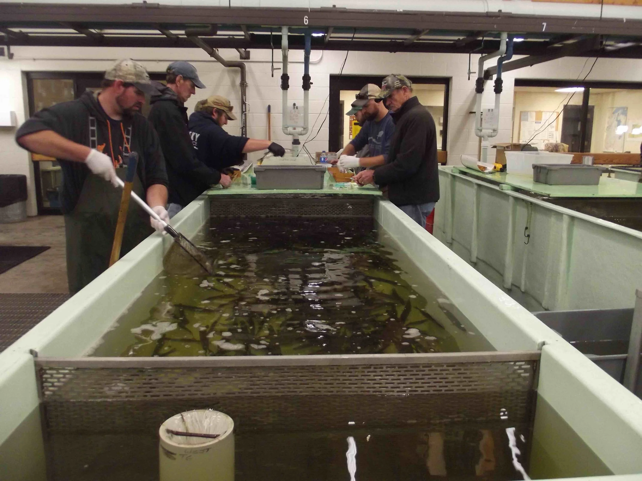 Mike Persson and Allen Hoeft loading pit tags at the WDNR hatchery in Spooner for tagging extended growth musky.