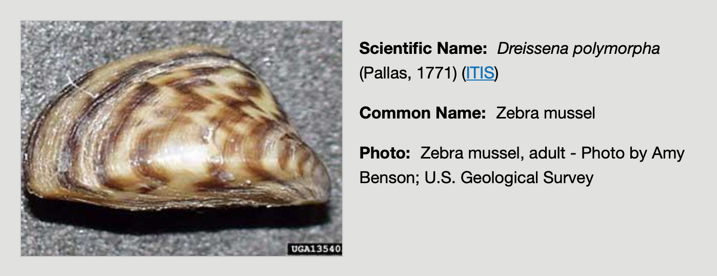 Zebra Mussel.png