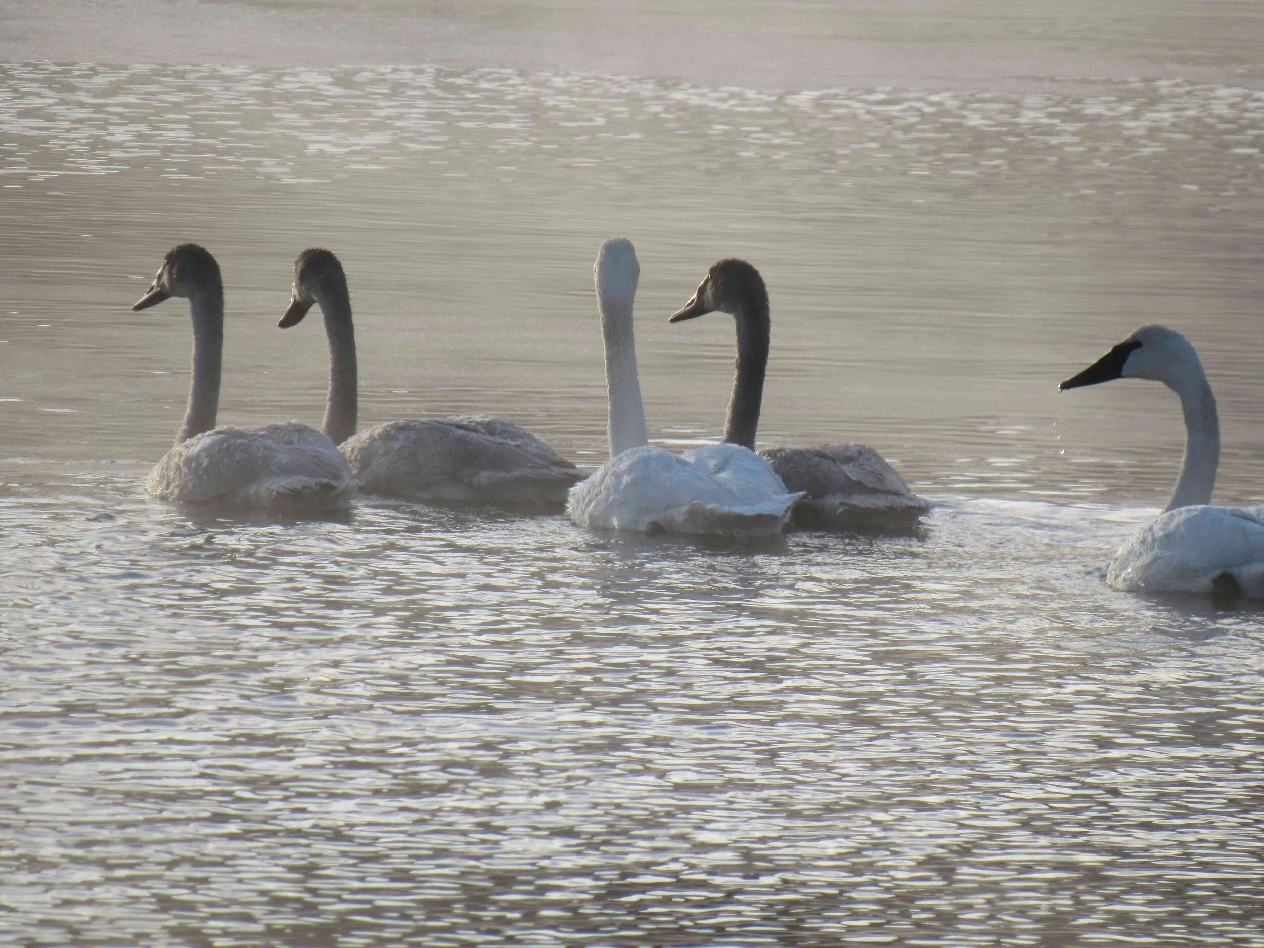 Winter Swans.jpg
