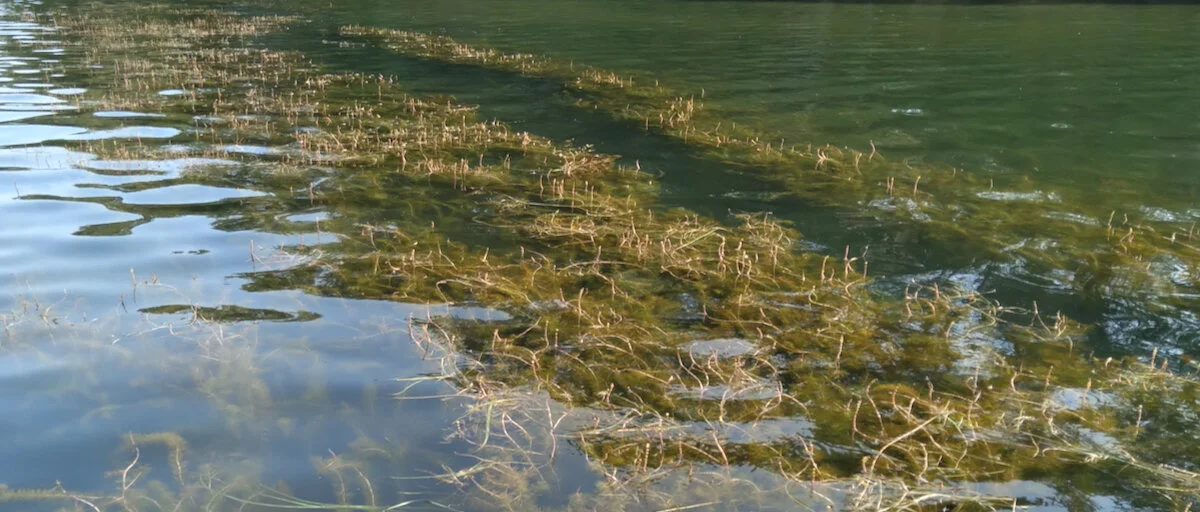 Track of the EcoBeast.jpeg