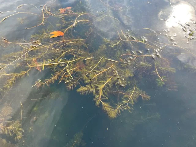 EWM Chicago Bay 2.jpeg