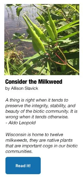 milkweed