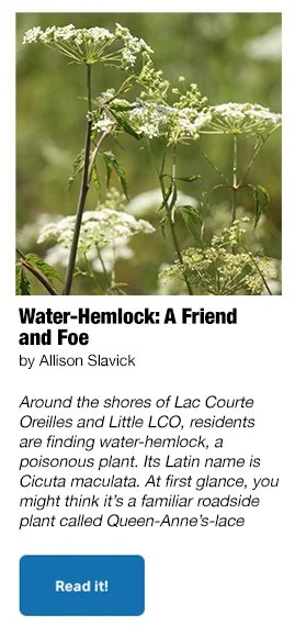 #73 water hemlock.jpg