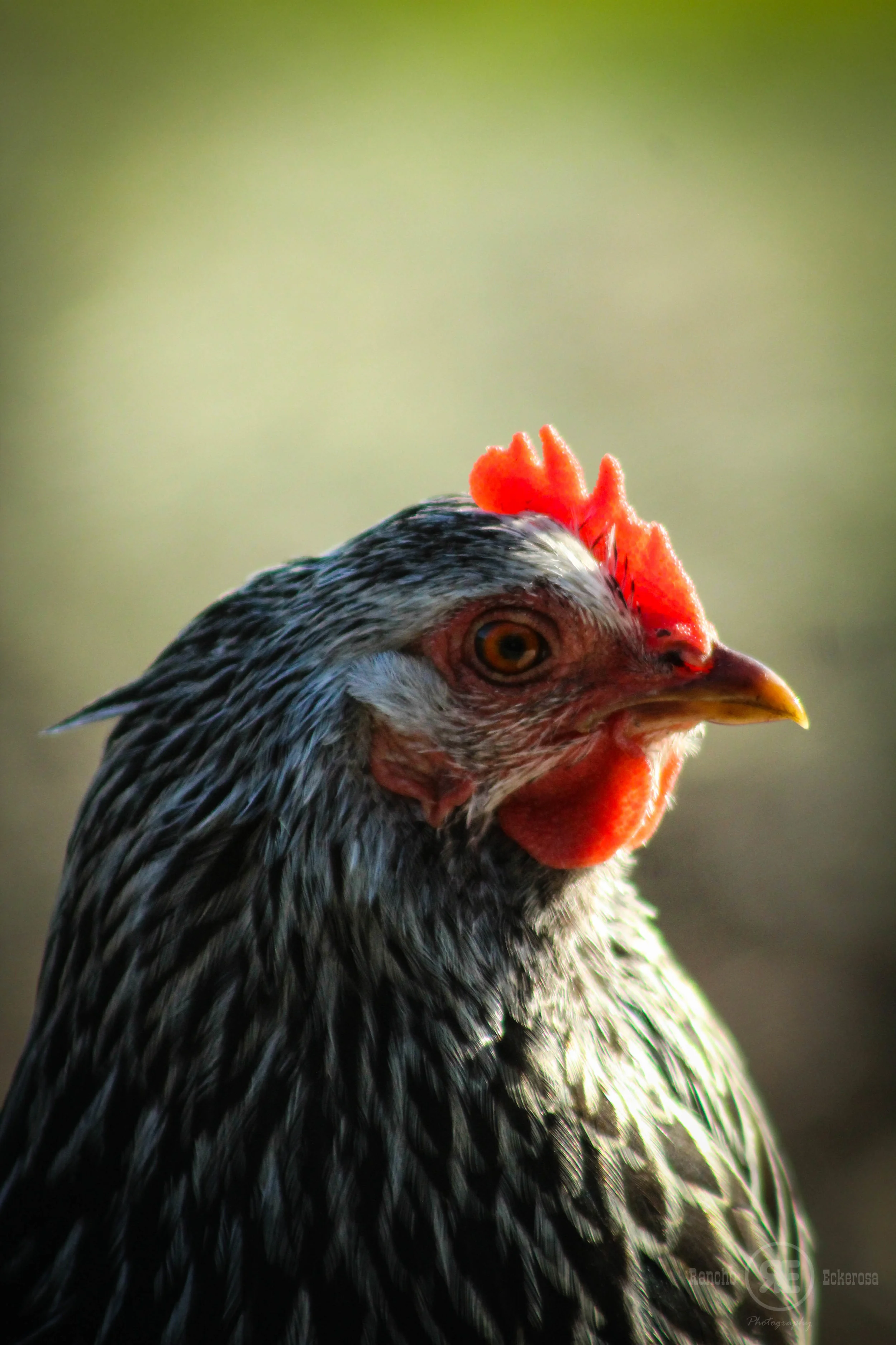 hen.jpg