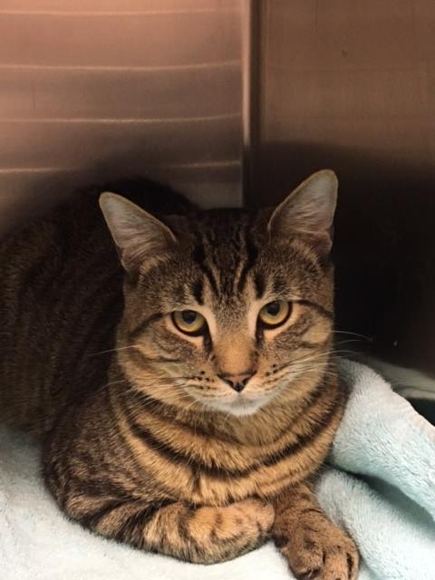 Meet this sweet little fur-baby looking for a forever home. 