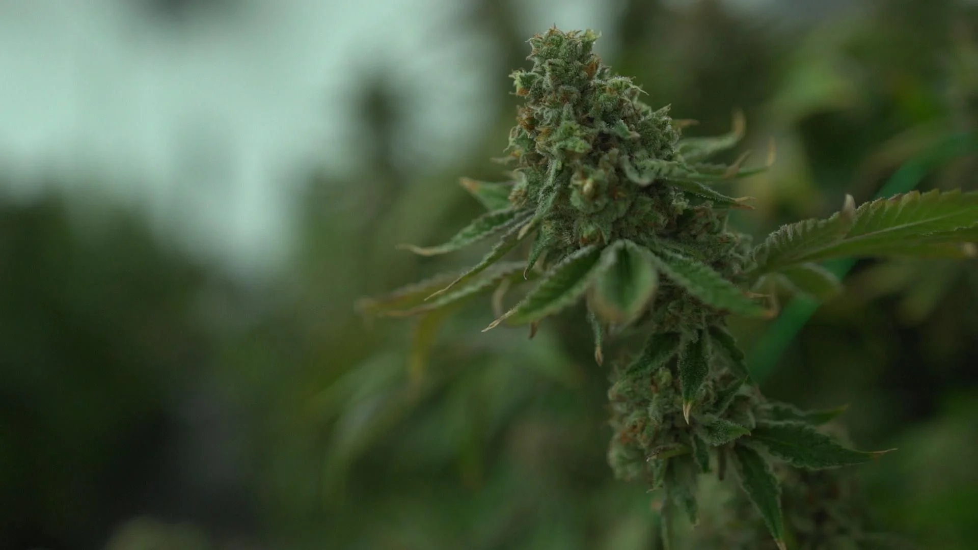 growerslogo1.jpg