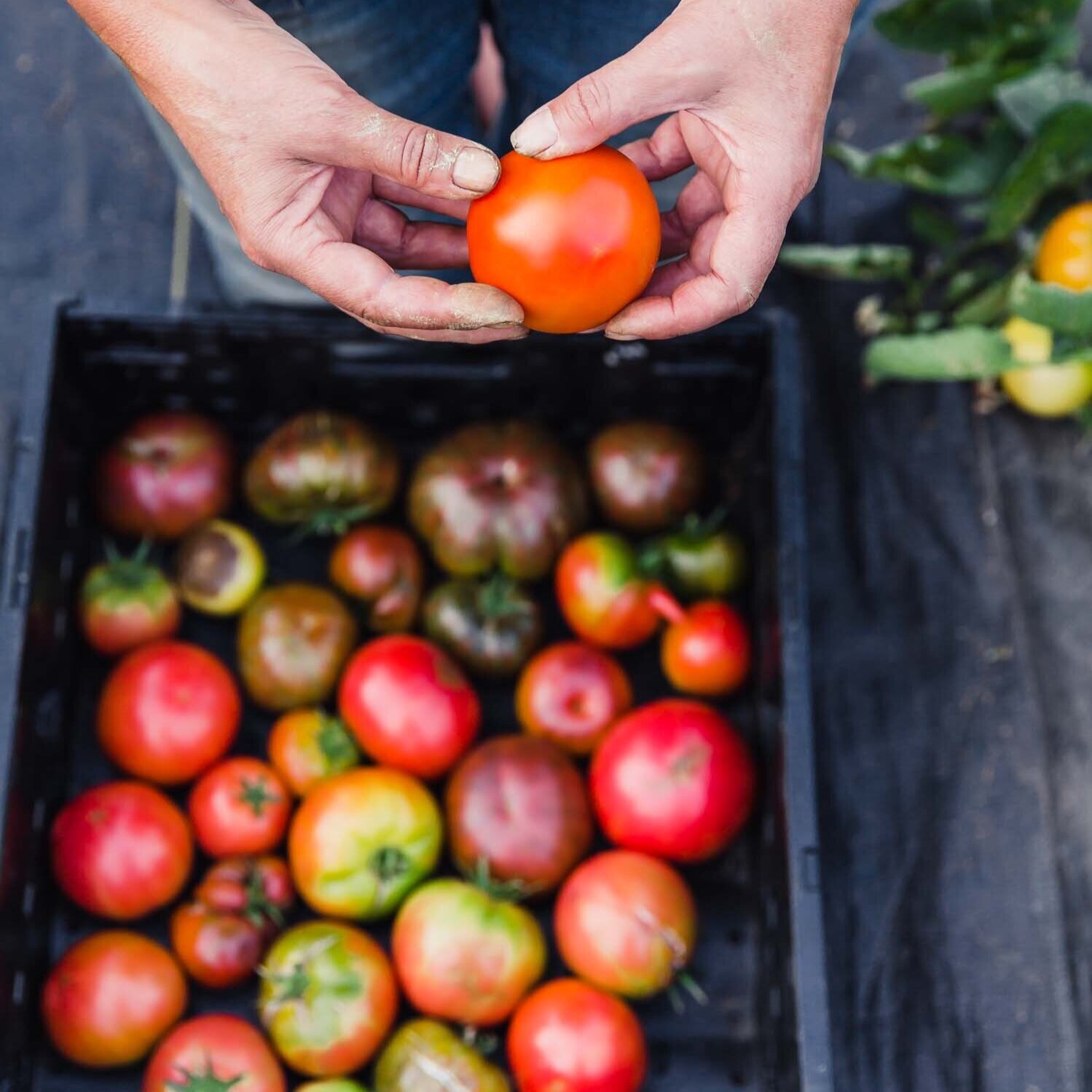 anne-tomato-greenhouse-tomatoes.jpg