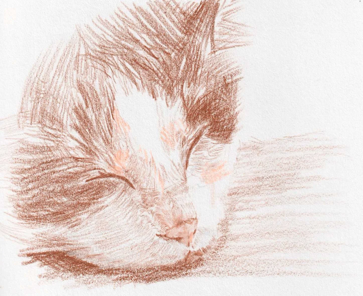 SC-Web-Q50-Sketch-Portrait-Pet-2025-01.jpg