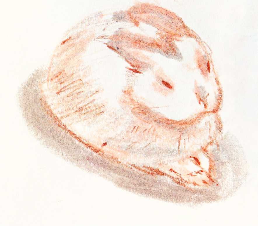 SC-Web-Q50-Sketch-Portrait-Pet-2024-book02-01.jpg
