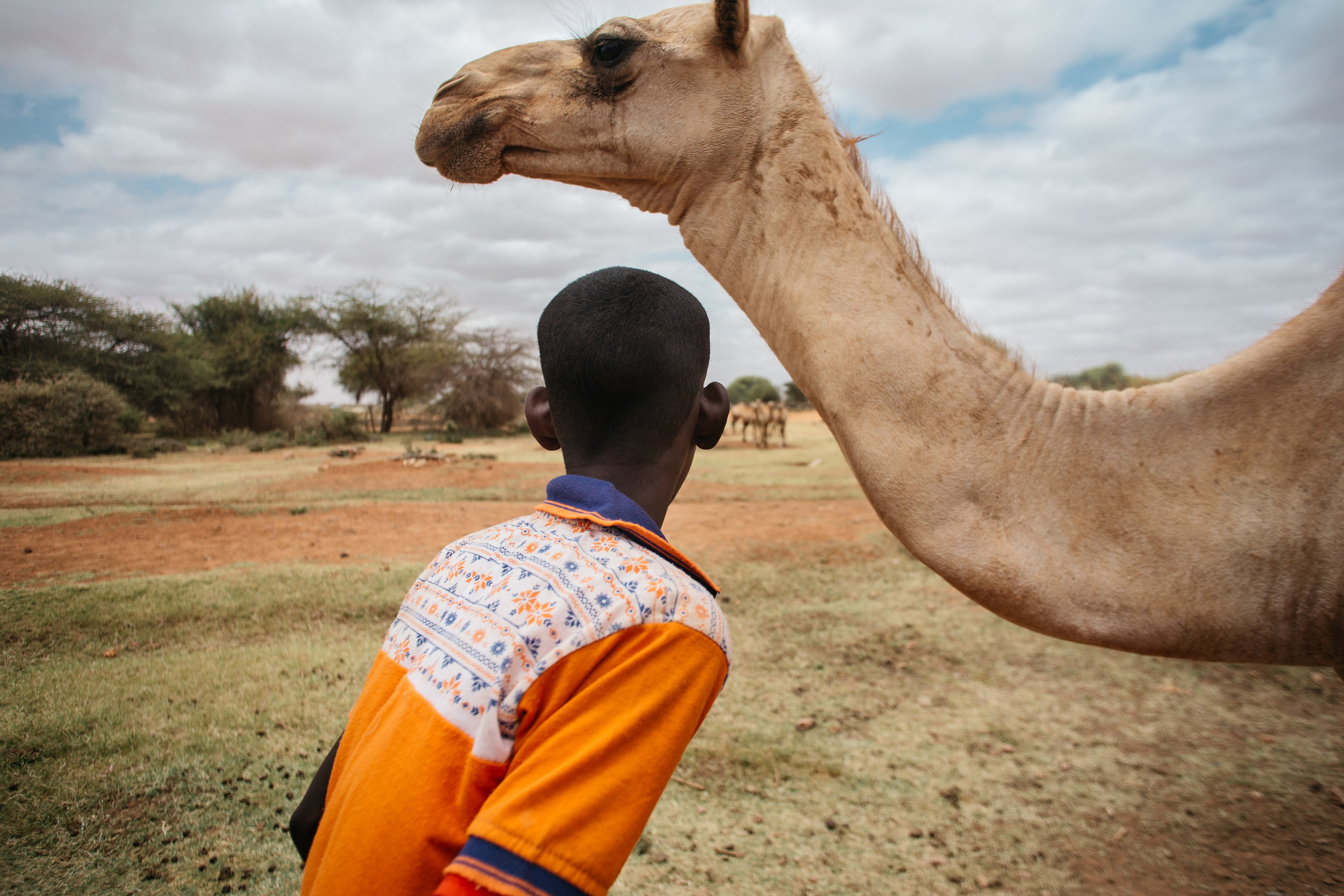  A boy looks over a herd of camels in Boodhley village, Somaliland, July 2017. 