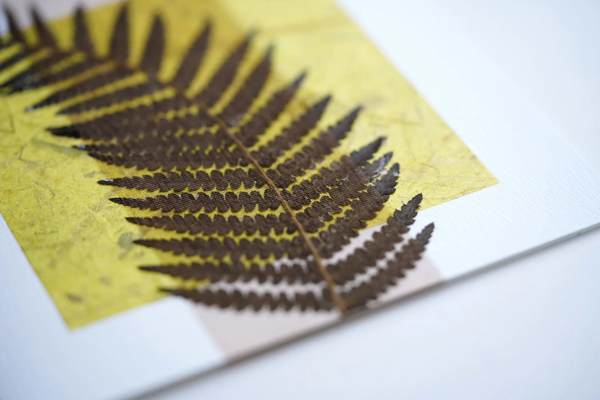 Natural Card _ Fern on Yellow 03.jpg