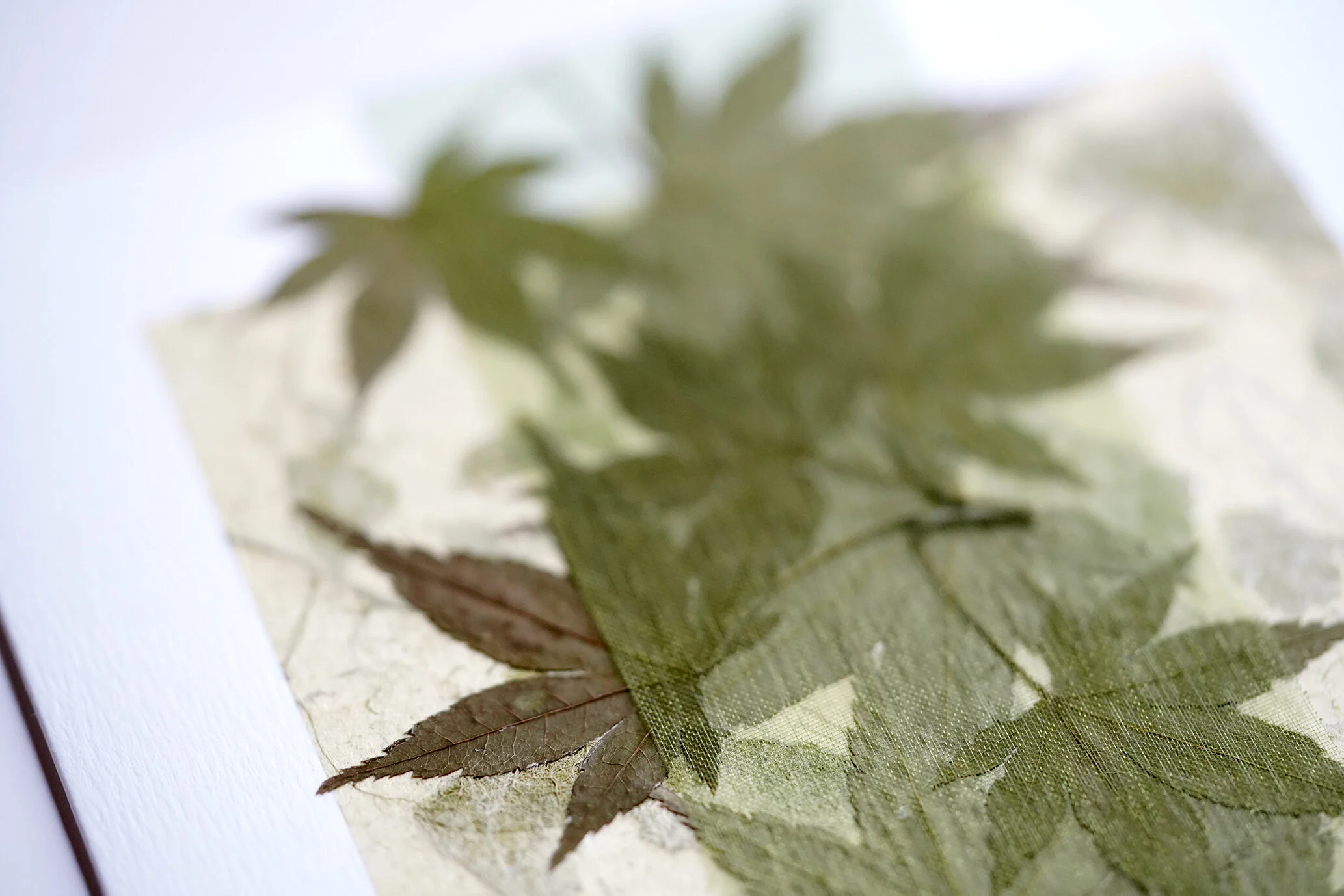 Natural Card _ Green Japanese Maple 05.jpg