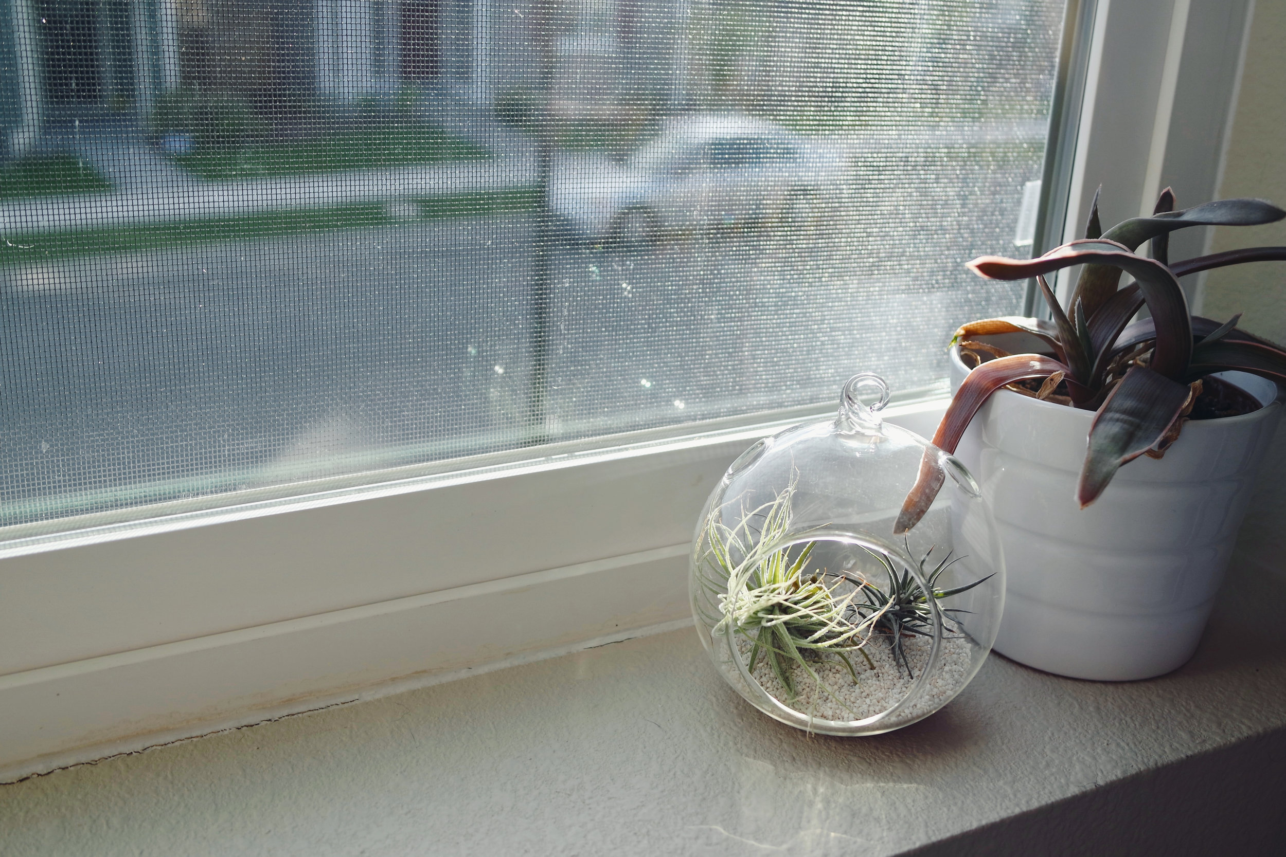 Terrarium from a local plant store. Aloe plant and pot from IKEA.