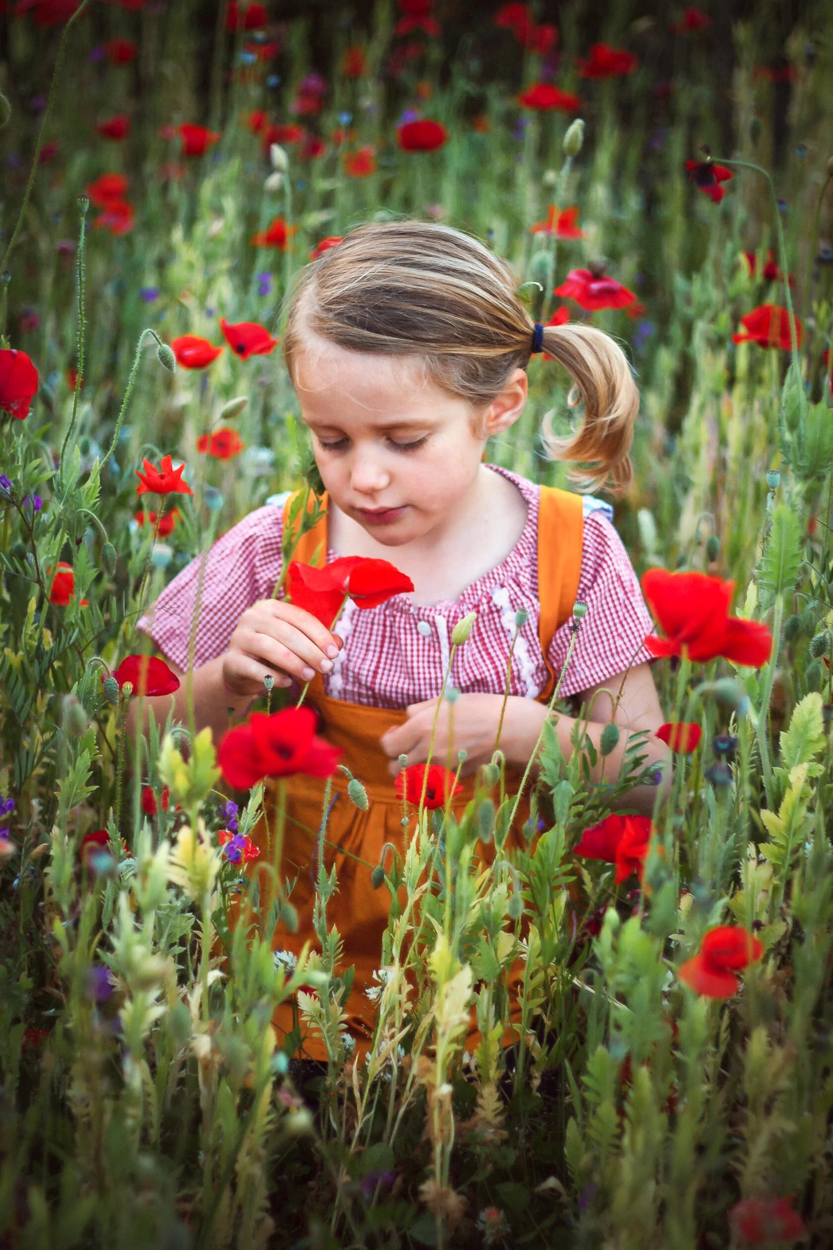 poppies