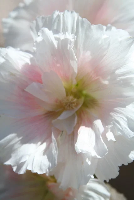 white flower.jpeg