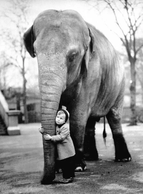 Elephant & child